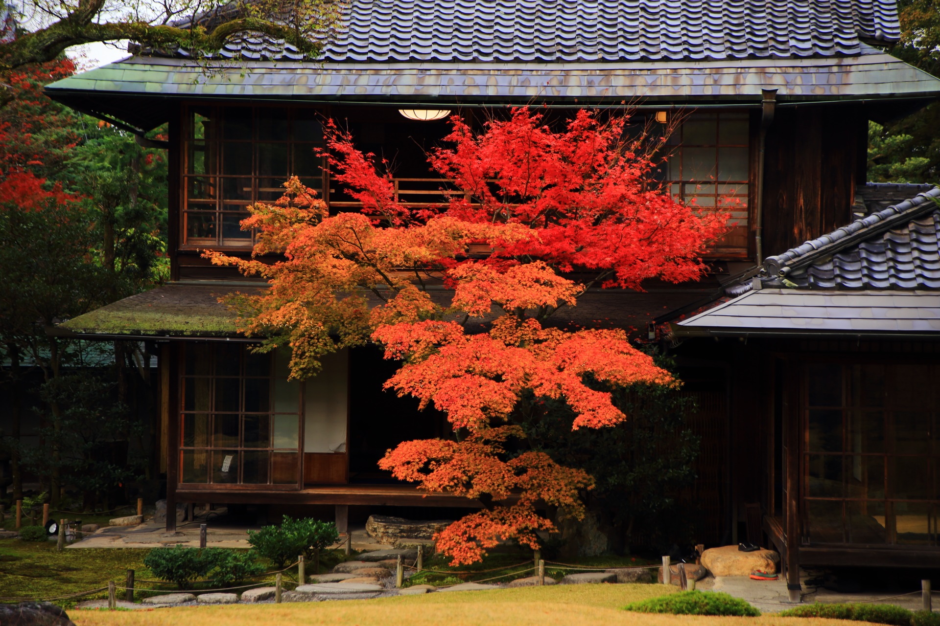 無鄰菴の古風な木造建築に良く合う色合いと形をした立派な紅葉