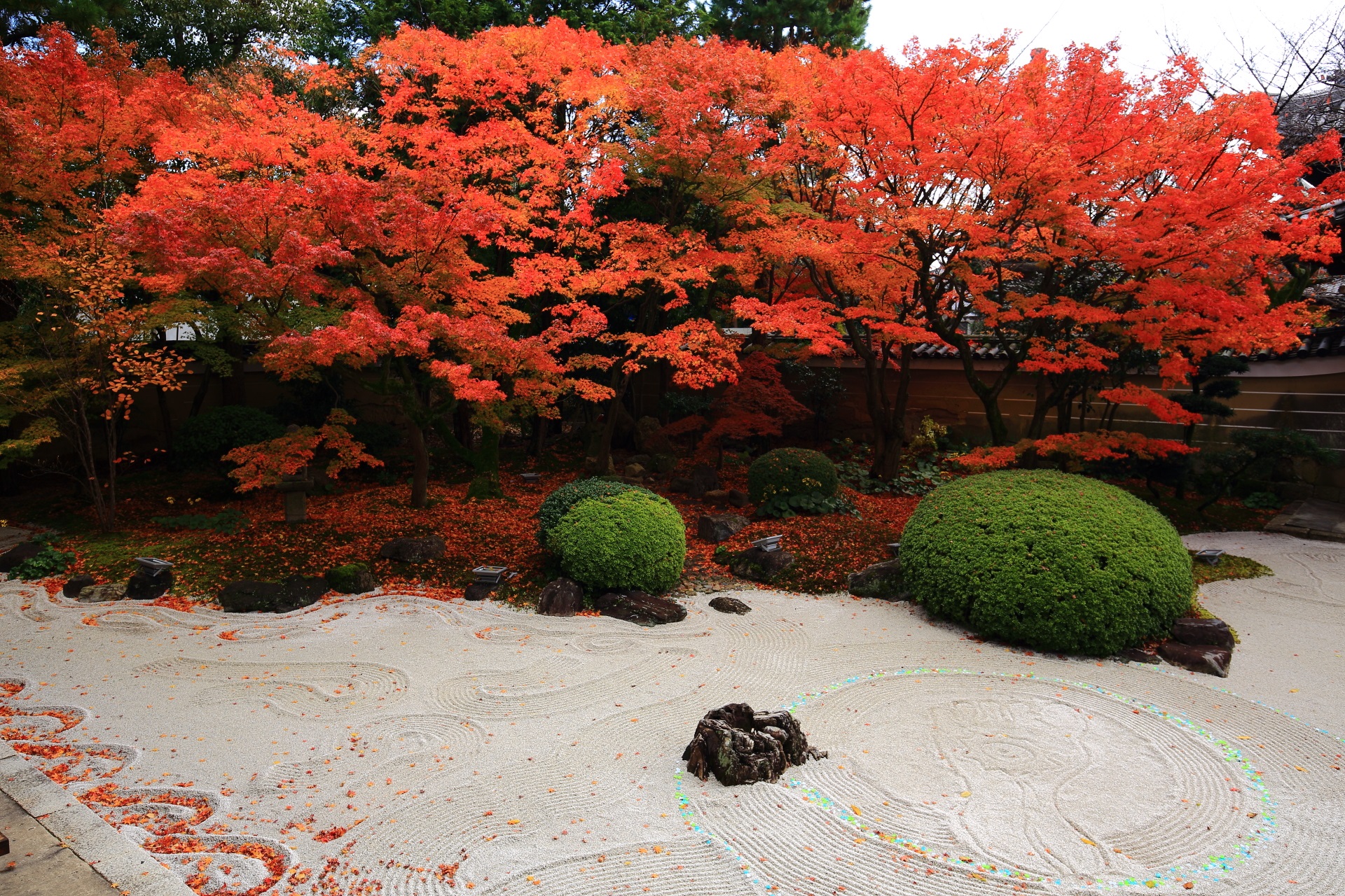 妙顕寺庭園の白砂に映える鮮やかな炎のような紅葉