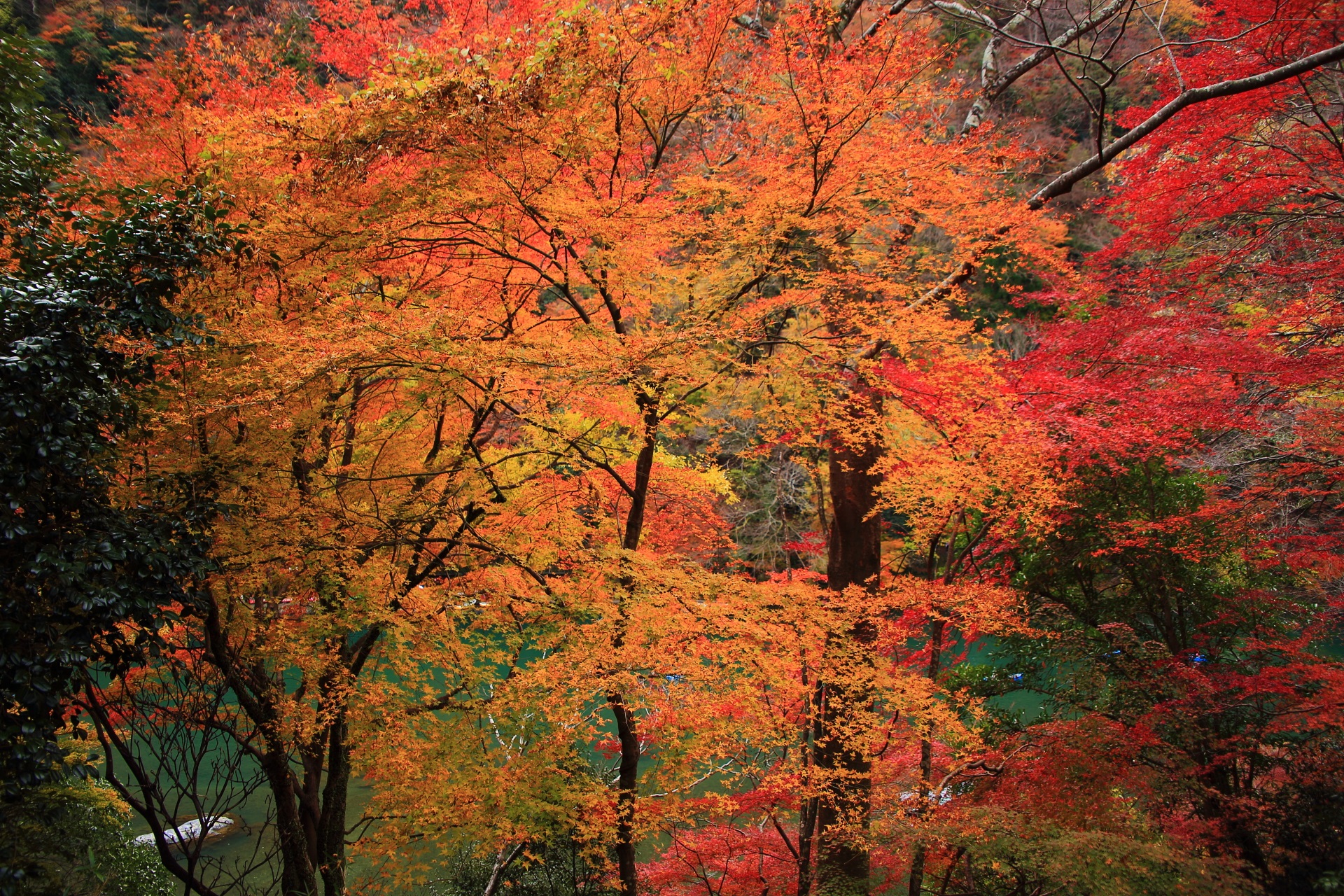 背景の美しい保津川を彩る嵐山公園亀山の煌びやかな紅葉