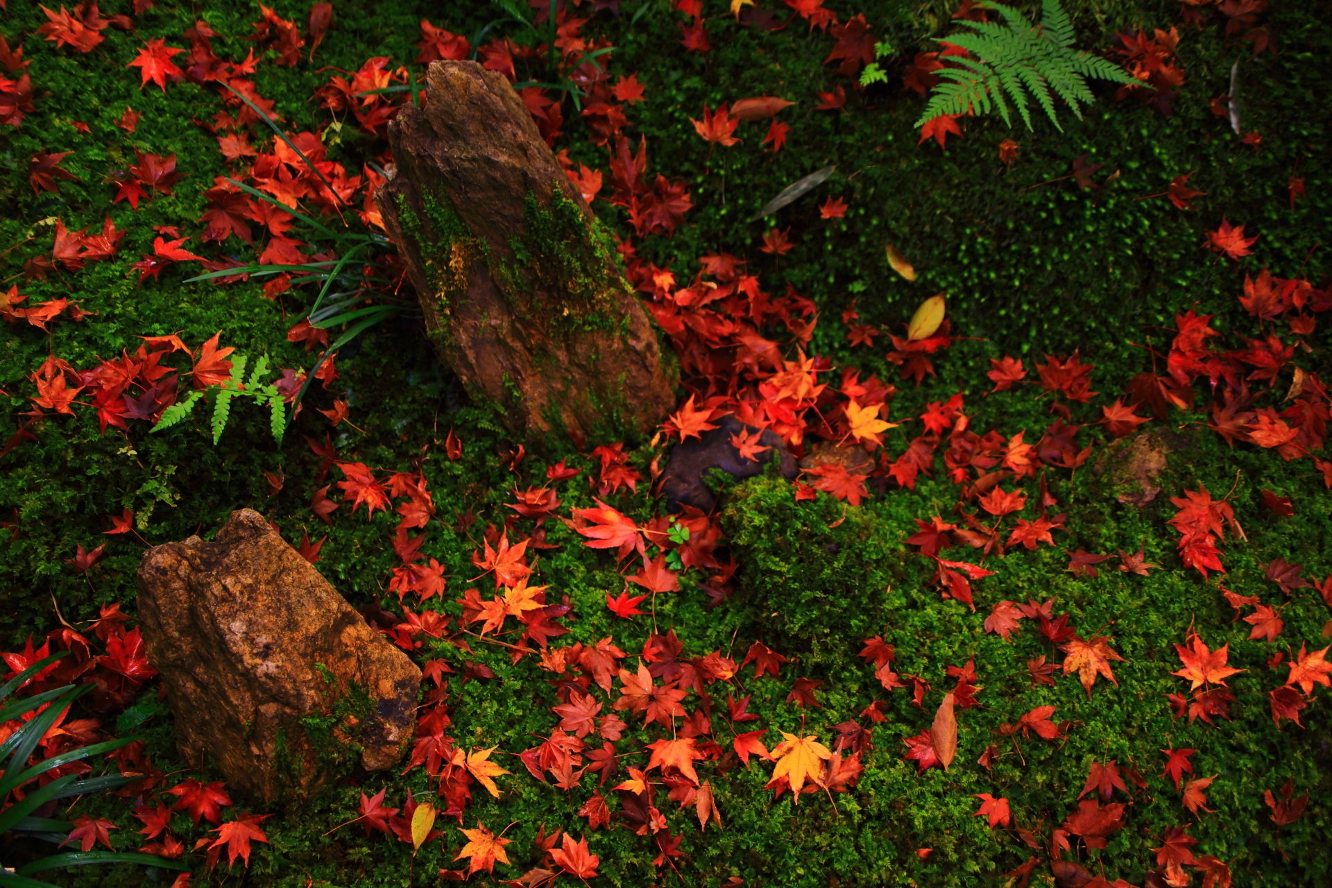 緑の苔を色とりどりに染める散紅葉