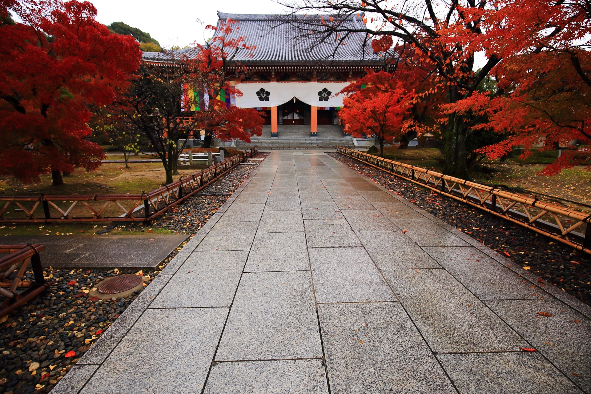 Kyoto Chisyakuin-temple colored by a beautiful autumn maple