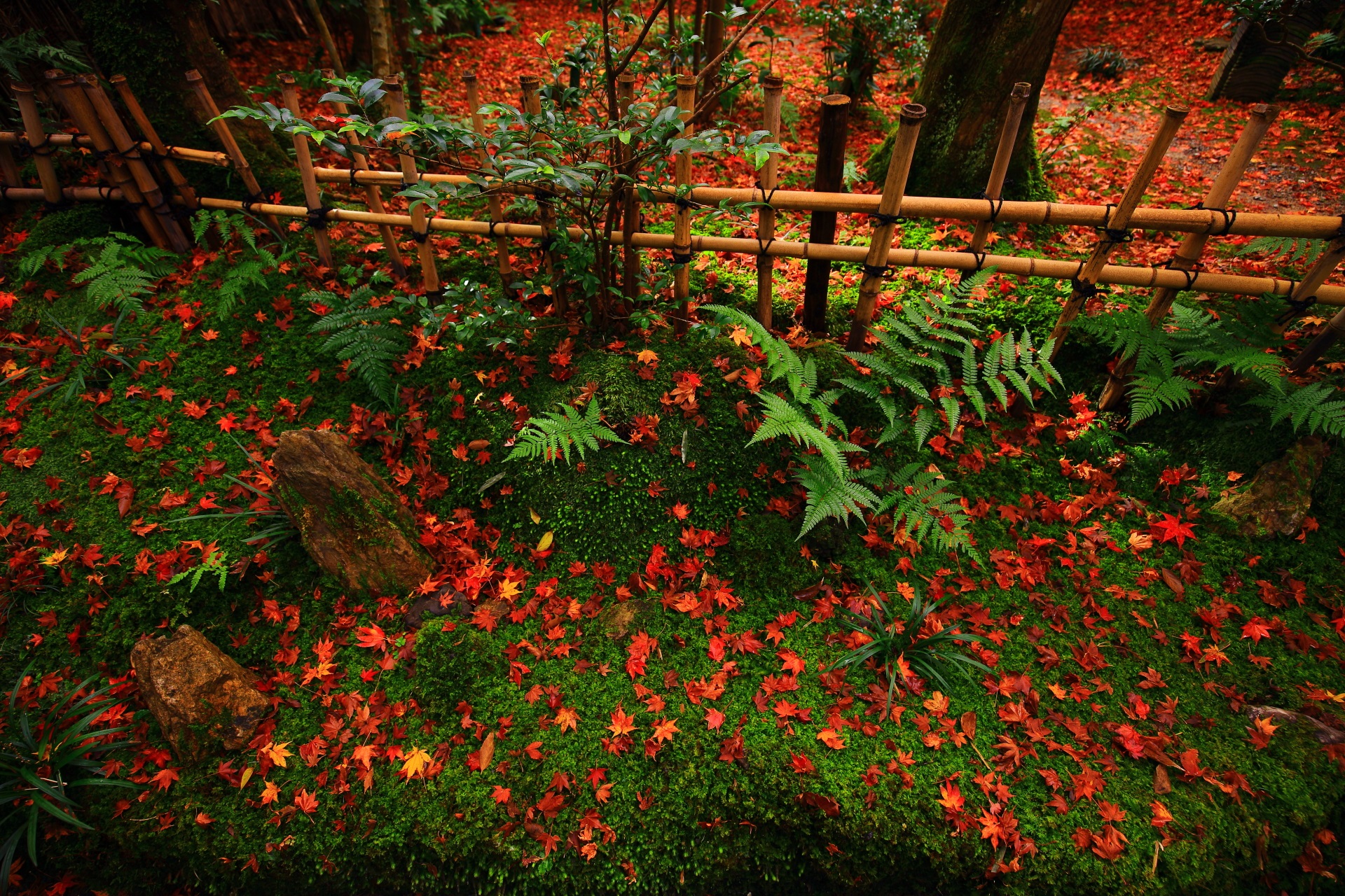 散り紅葉で彩り豊かな苔庭の外側