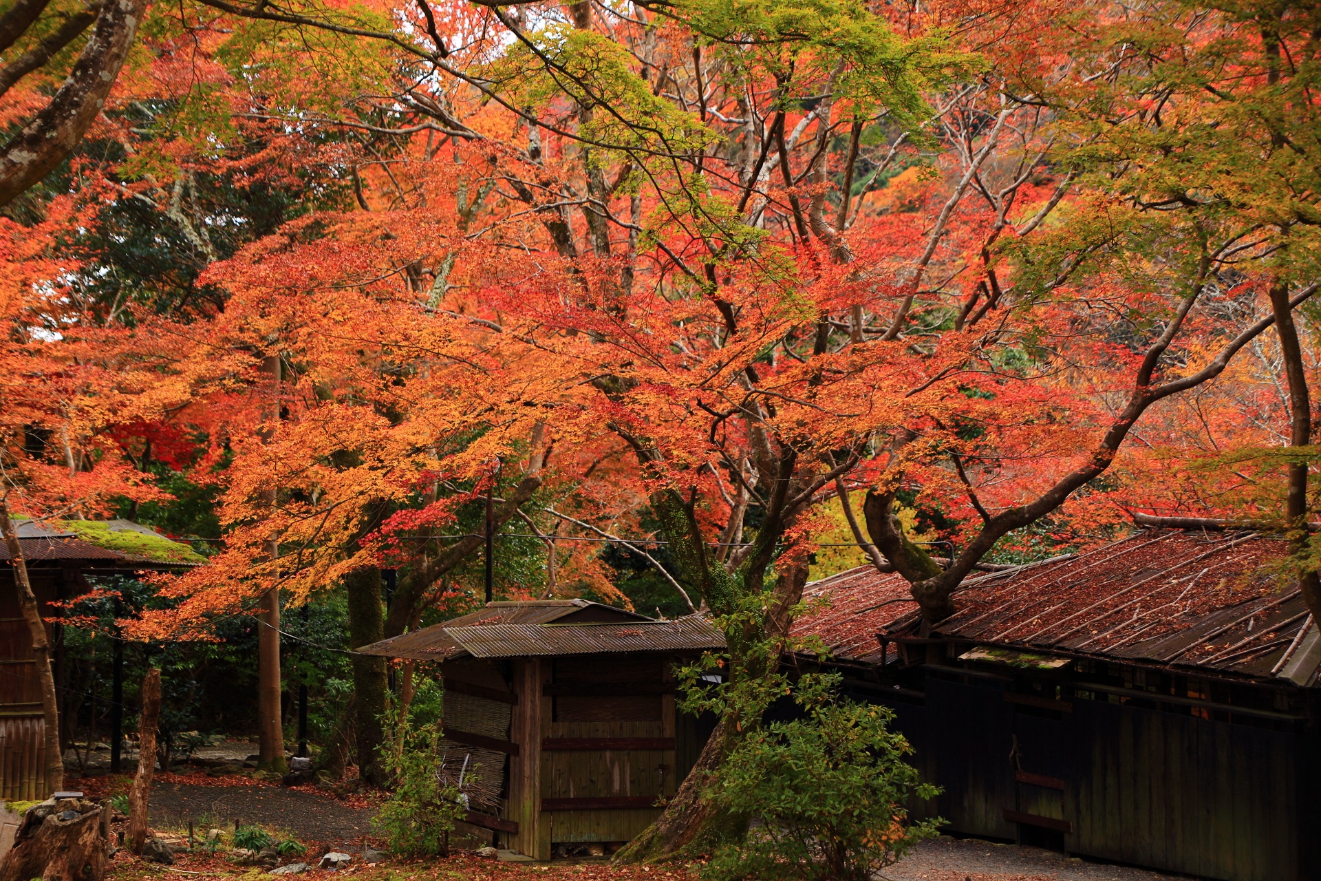 嵐山公園亀山地区の鮮やかな紅葉に染まった風情ある建物