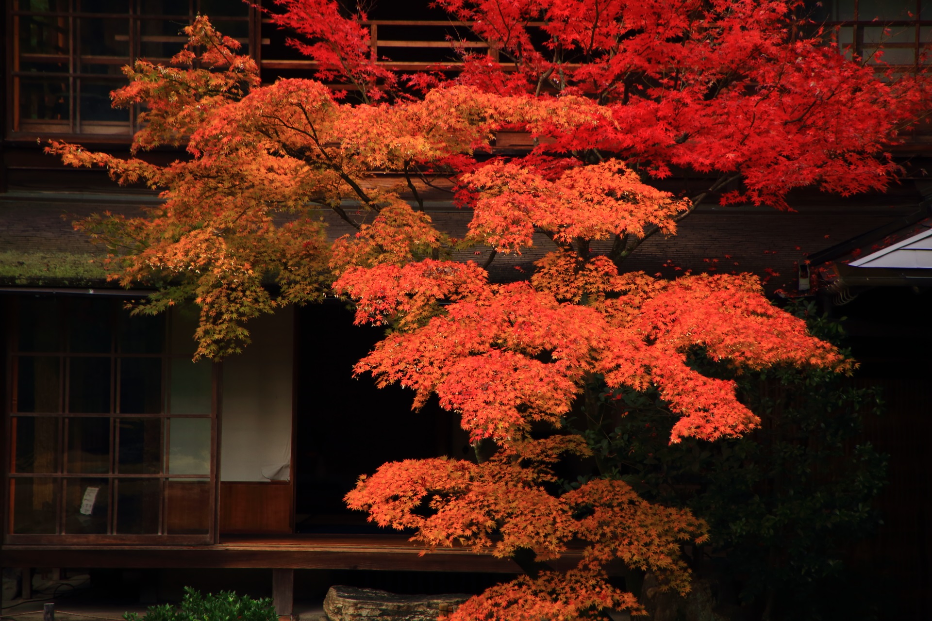 無鄰菴の静かな庭園を華やかに彩る見事な紅葉