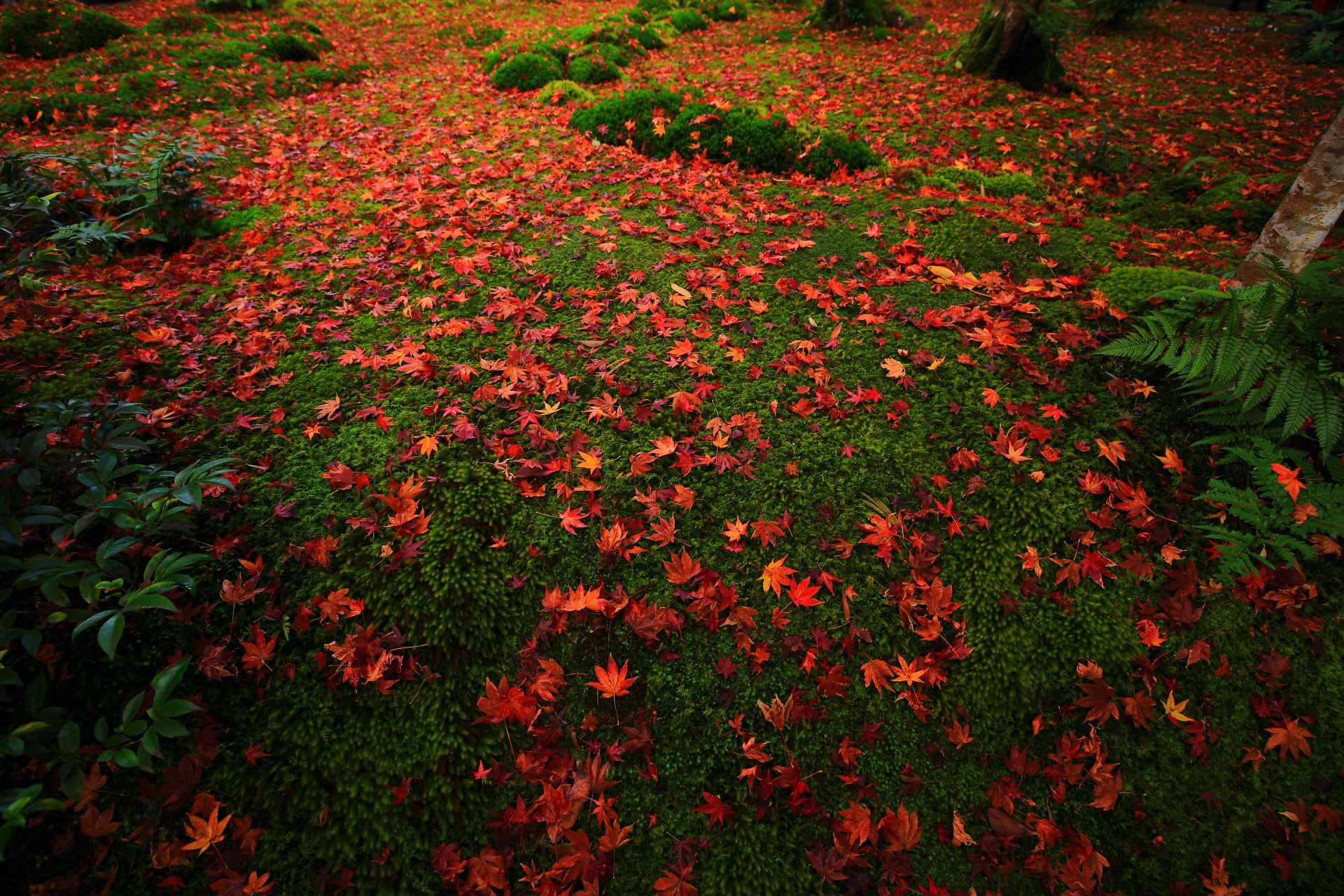 緑の苔に散る鮮やかな散り紅葉