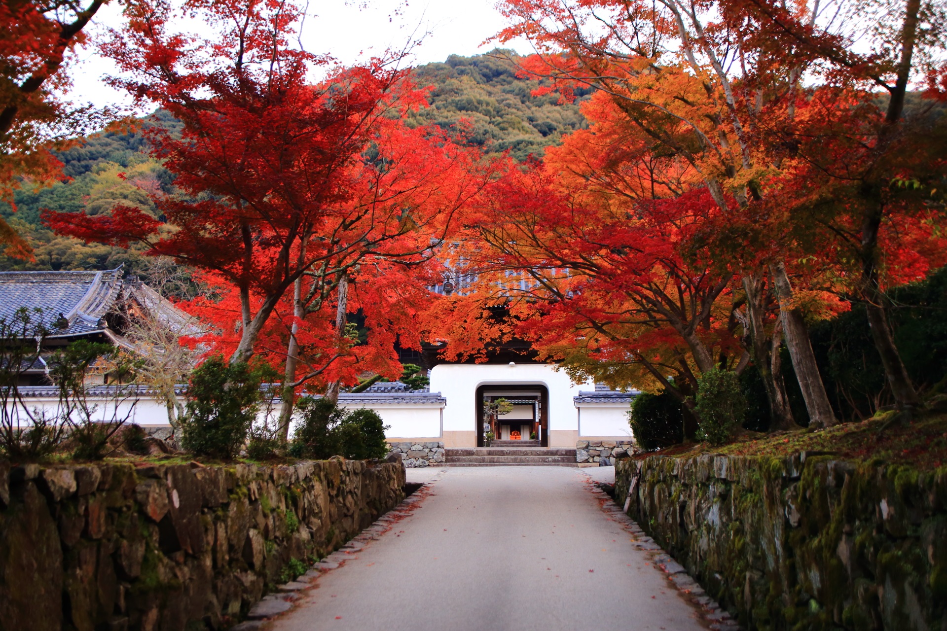 琴坂の溢れる色とりどりの紅葉と奥に佇む興聖寺の伽藍