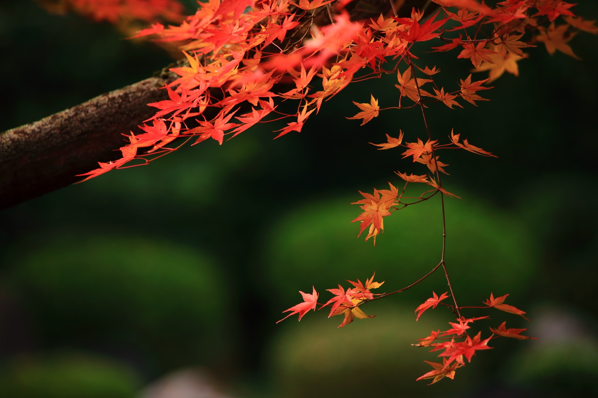 御香宮神社の秋風にそよぐ華やかな紅葉