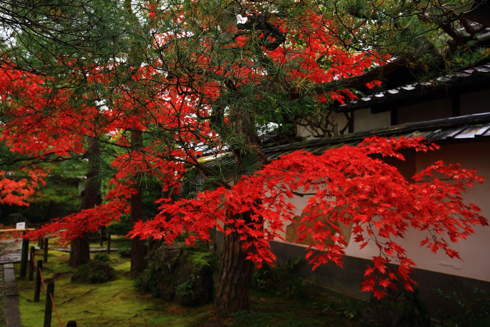 桂春院の本堂横の美しい真紅の紅葉