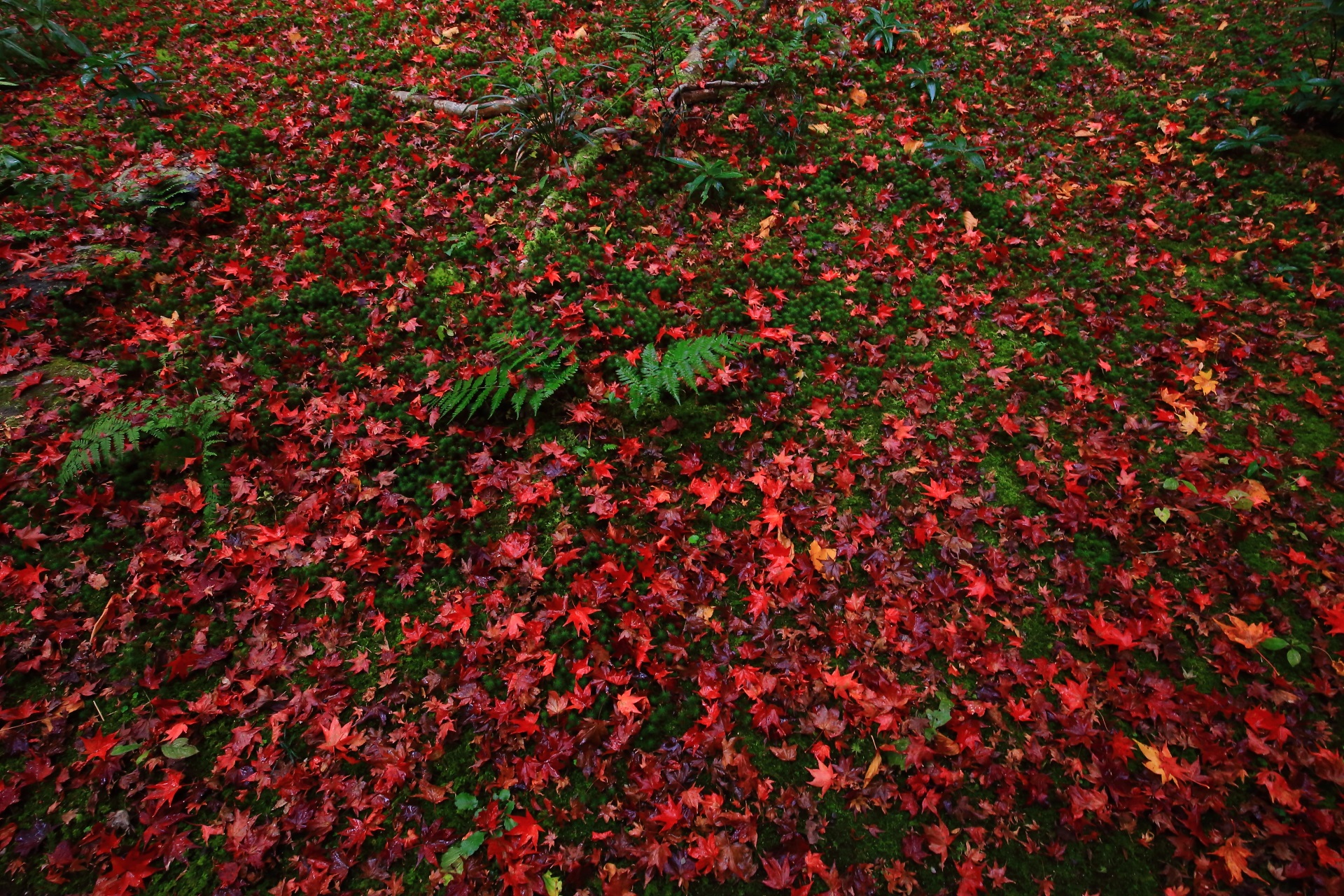 厭離庵の苔を染める赤い紅葉の絨毯