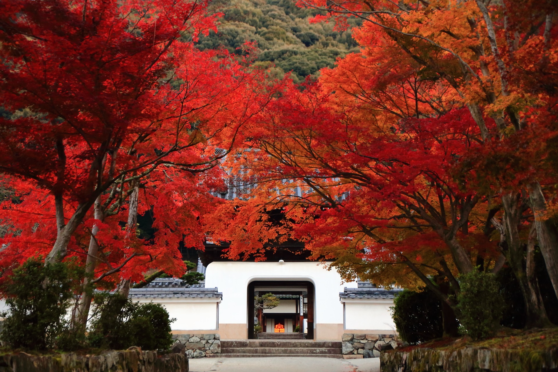 琴坂から眺めた興聖寺の龍宮門と圧巻の紅葉