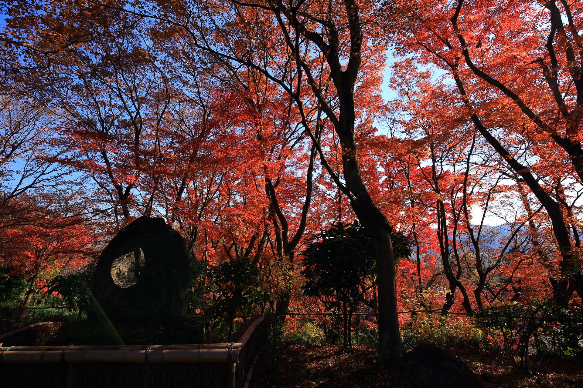 最高の青空と圧巻の紅葉につつまれる大山崎山荘美術館の庭園
