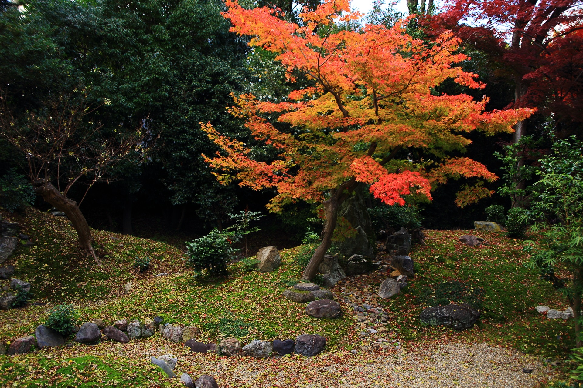 立本寺の深い緑の中で映える華やかなオレンジ色の紅葉