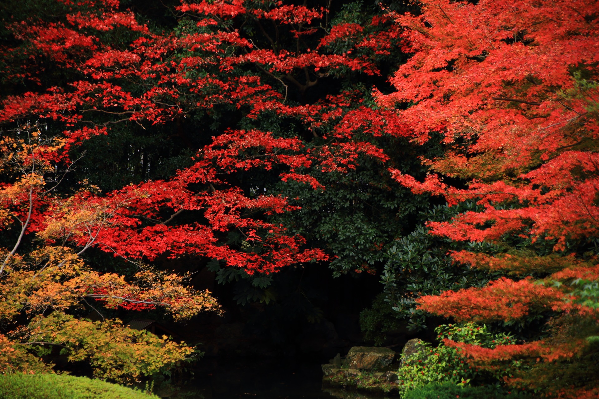 秋も深まり濃く色づいた随心院の艶やかな紅葉