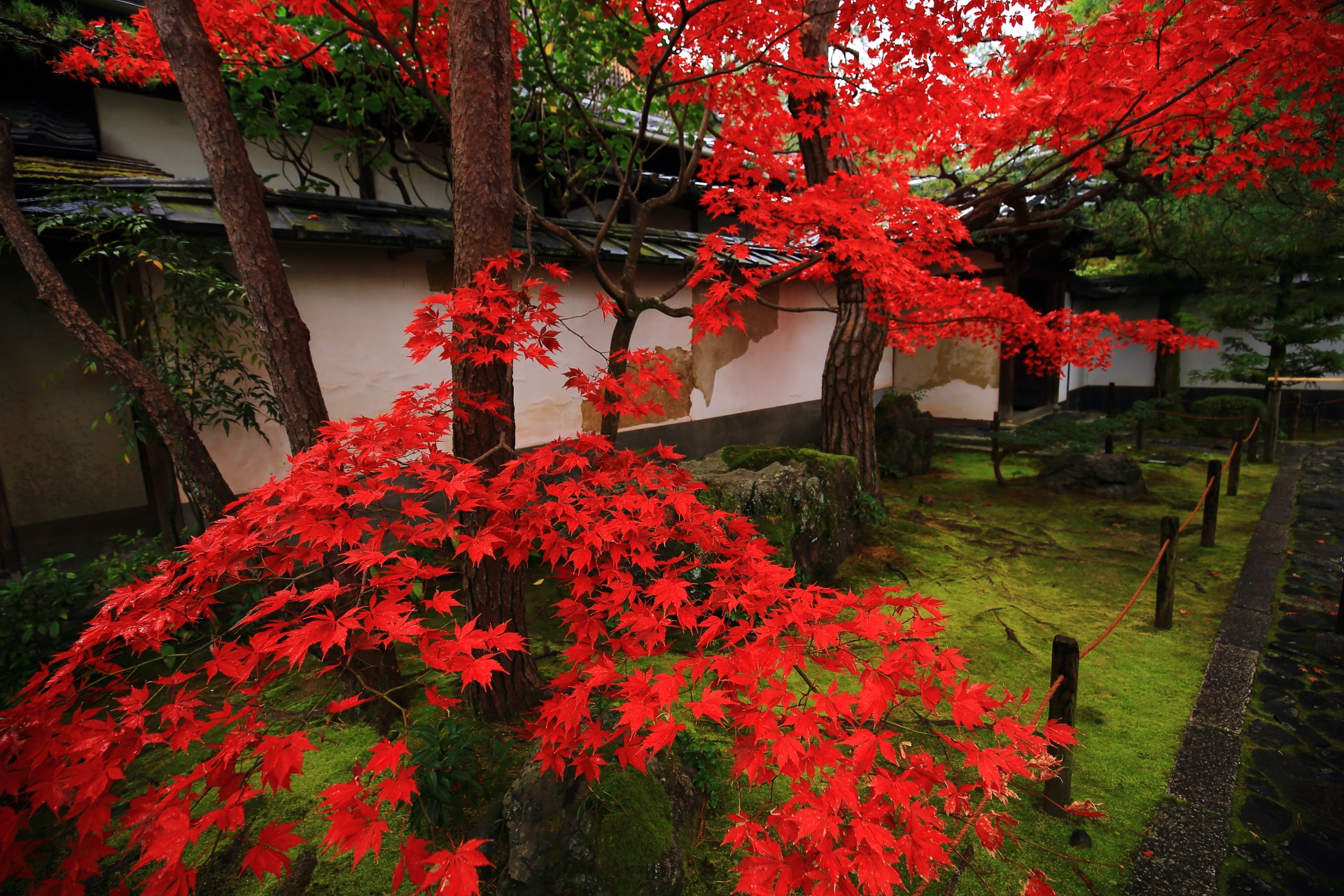 桂春院の淡い緑の苔や白壁に映える鮮烈な赤さの紅葉
