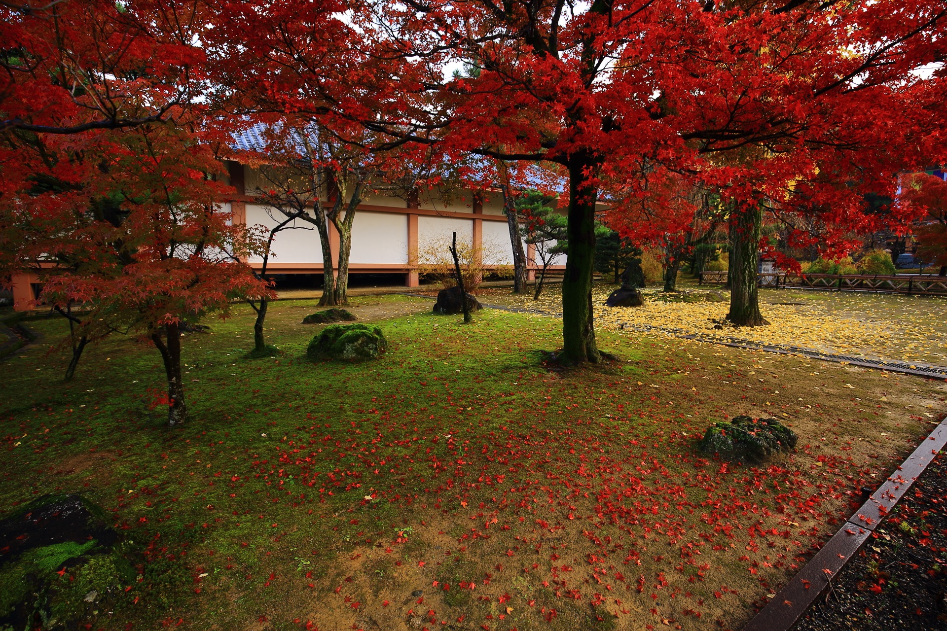 智積院の収蔵庫前の鮮やかな赤い紅葉と散りもみじと黄色い散り銀杏