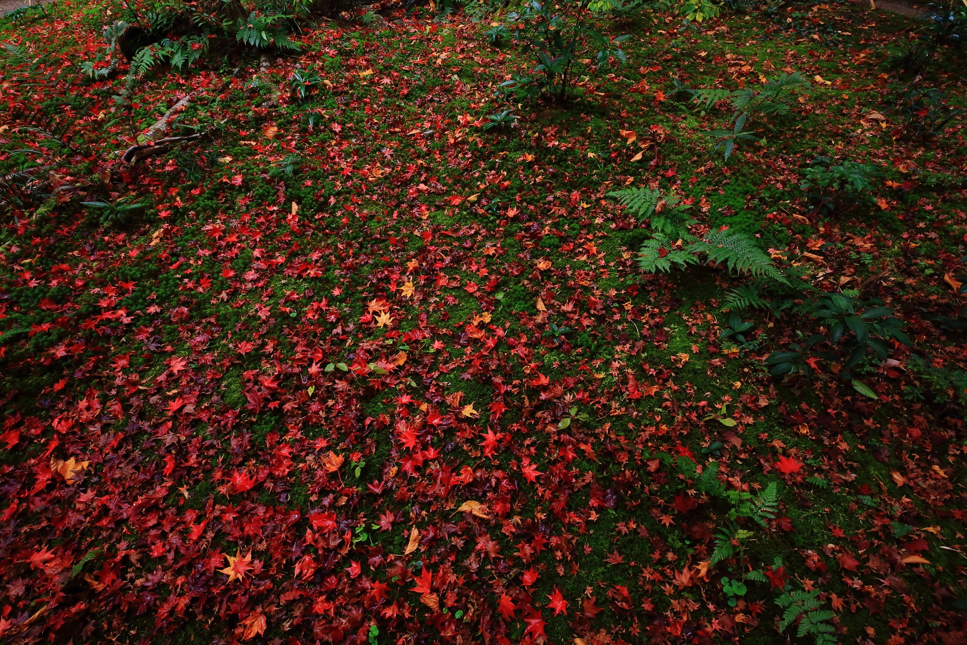 雨で潤い美しさを増した鮮やかな散り紅葉