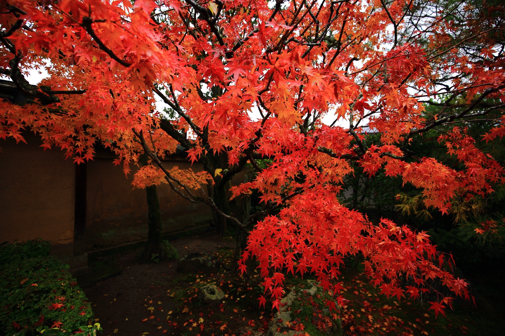 桂春院の山門付近の色づきが深くなった朱色の紅葉