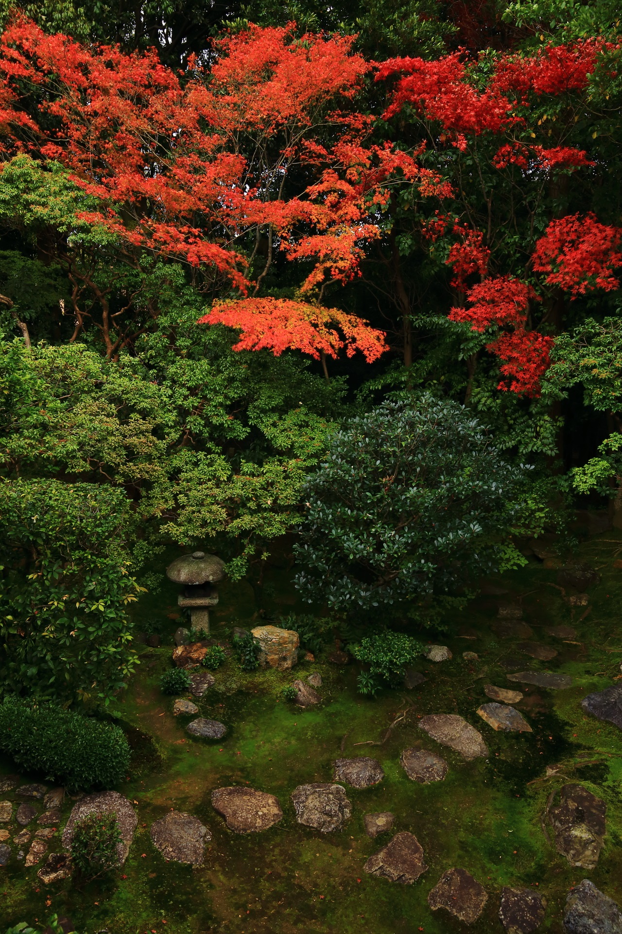 桂春院の風情たっぷりの燈籠や飛び石を彩る溢れる紅葉