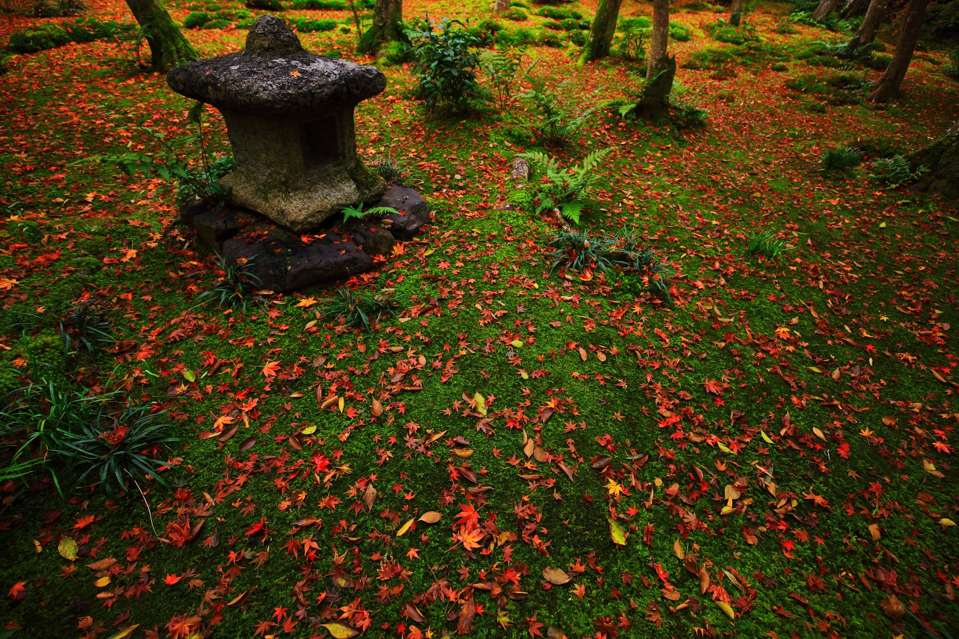 もみじ以外の葉も散って色とりどりに染まる苔庭