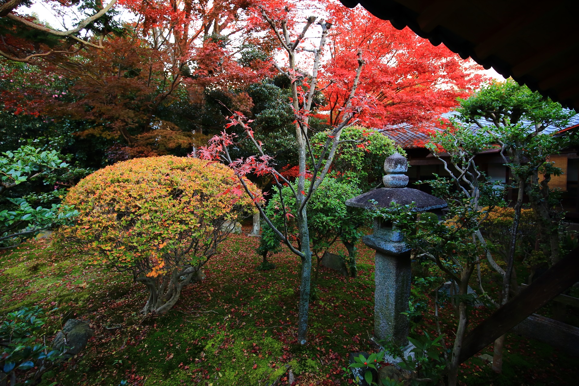 立本寺の多種多様な緑や木々の中で華やぐ鮮やかな紅葉