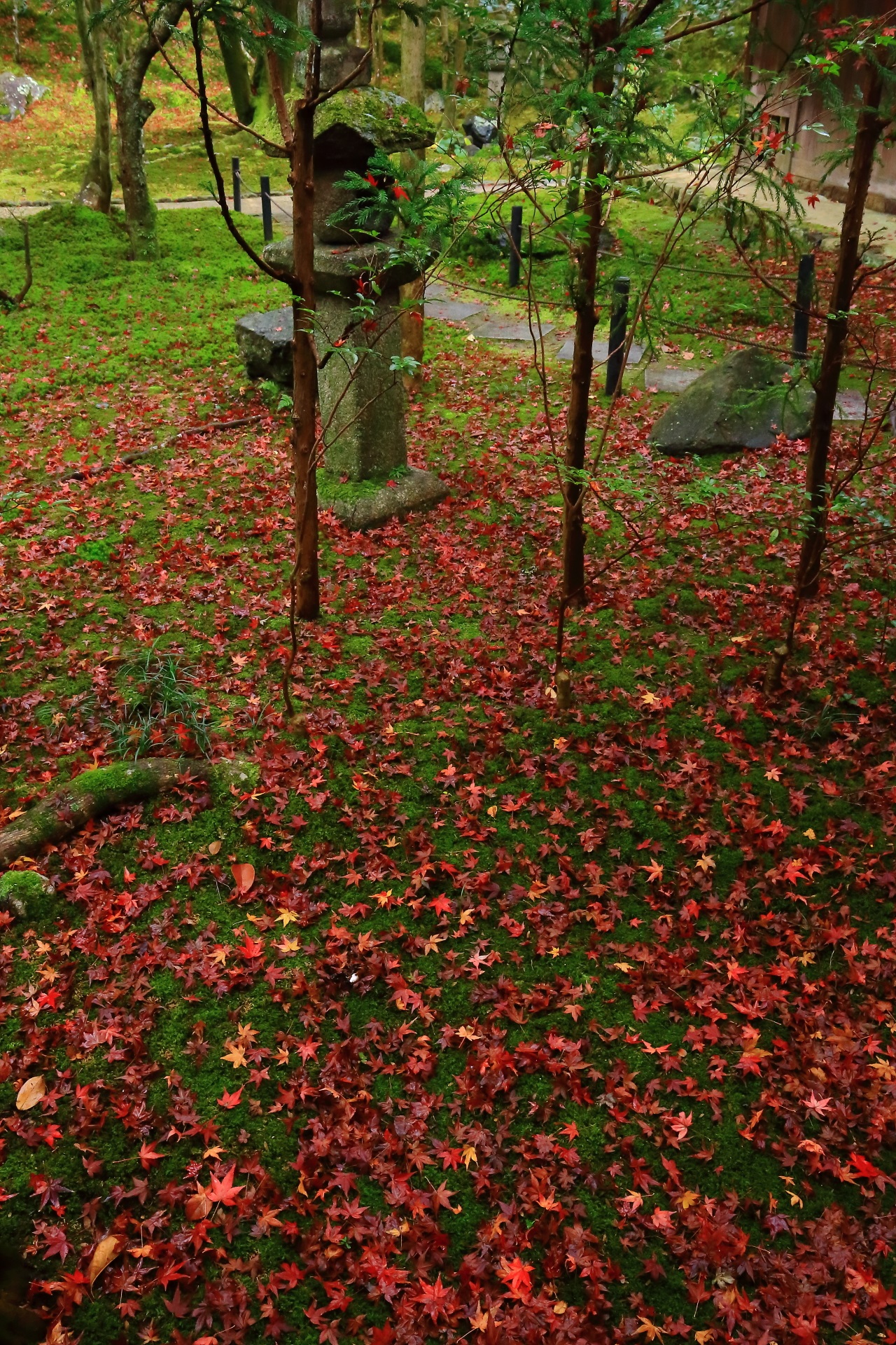 苔の絨毯の上に敷かれた紅葉の絨毯
