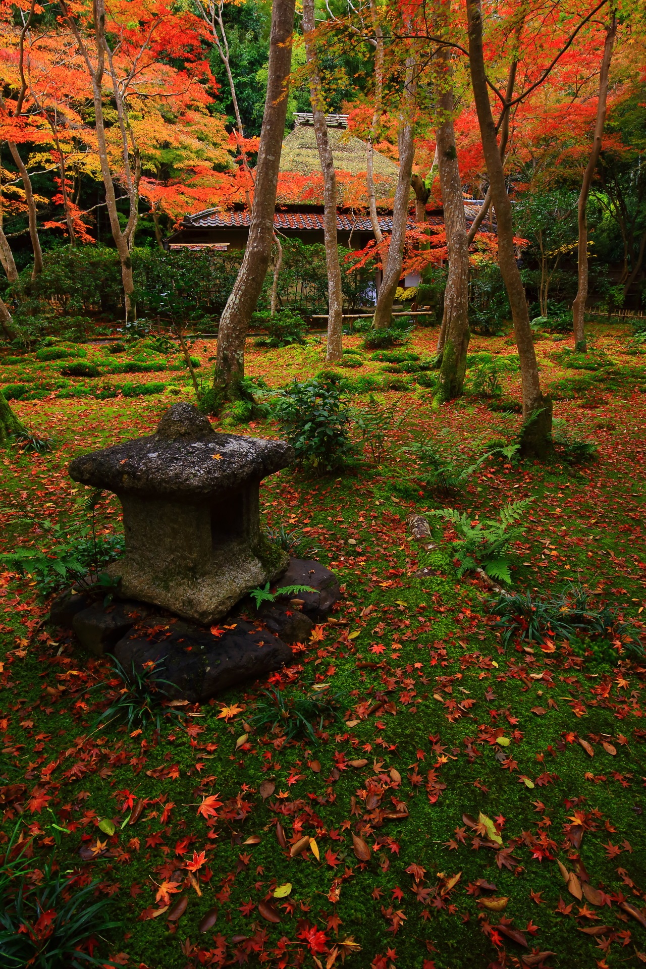 祇王寺の素晴らしすぎる紅葉と散りもみじと秋の情景