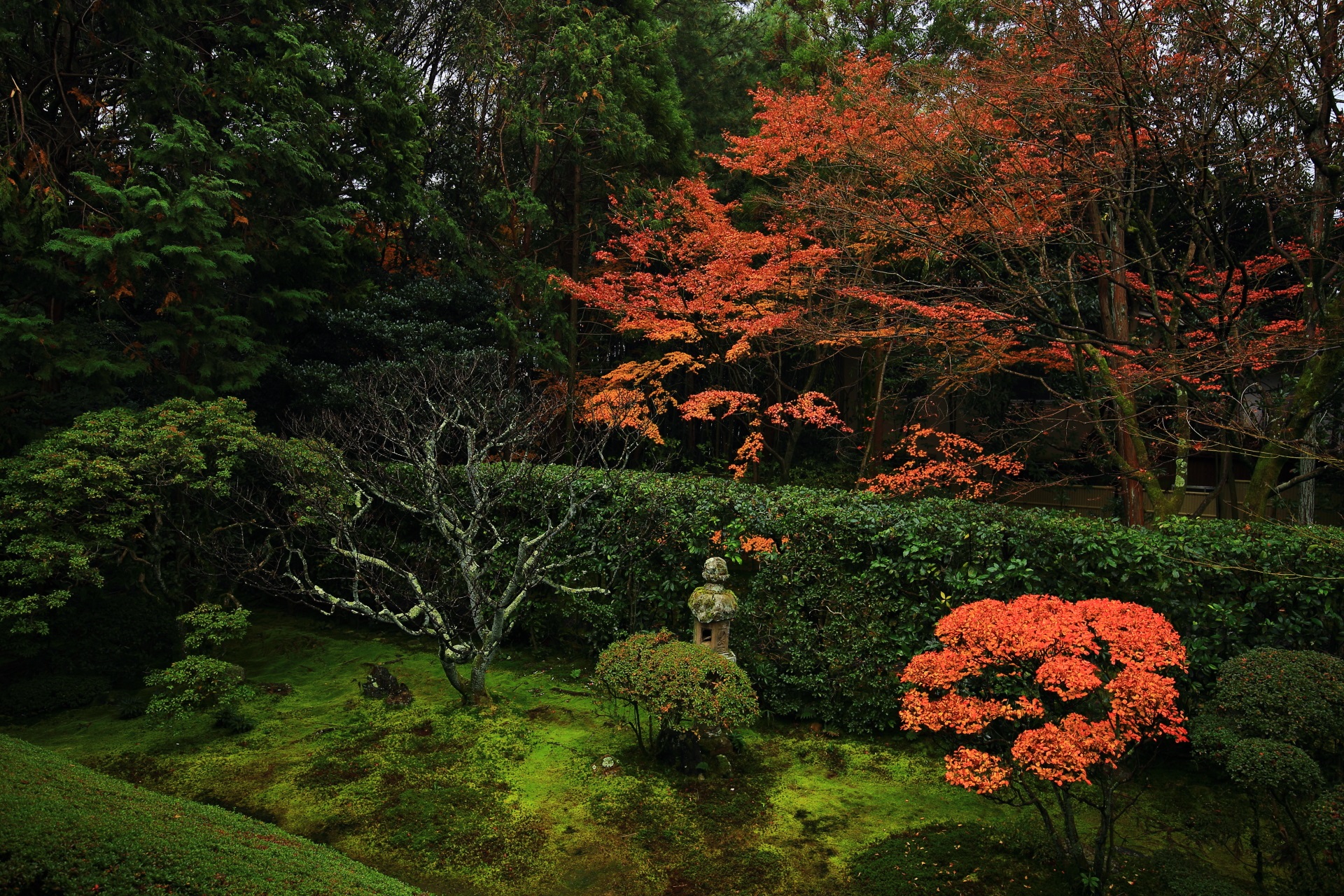 桂春院の深い緑を華やぐ楓とツツジの紅葉
