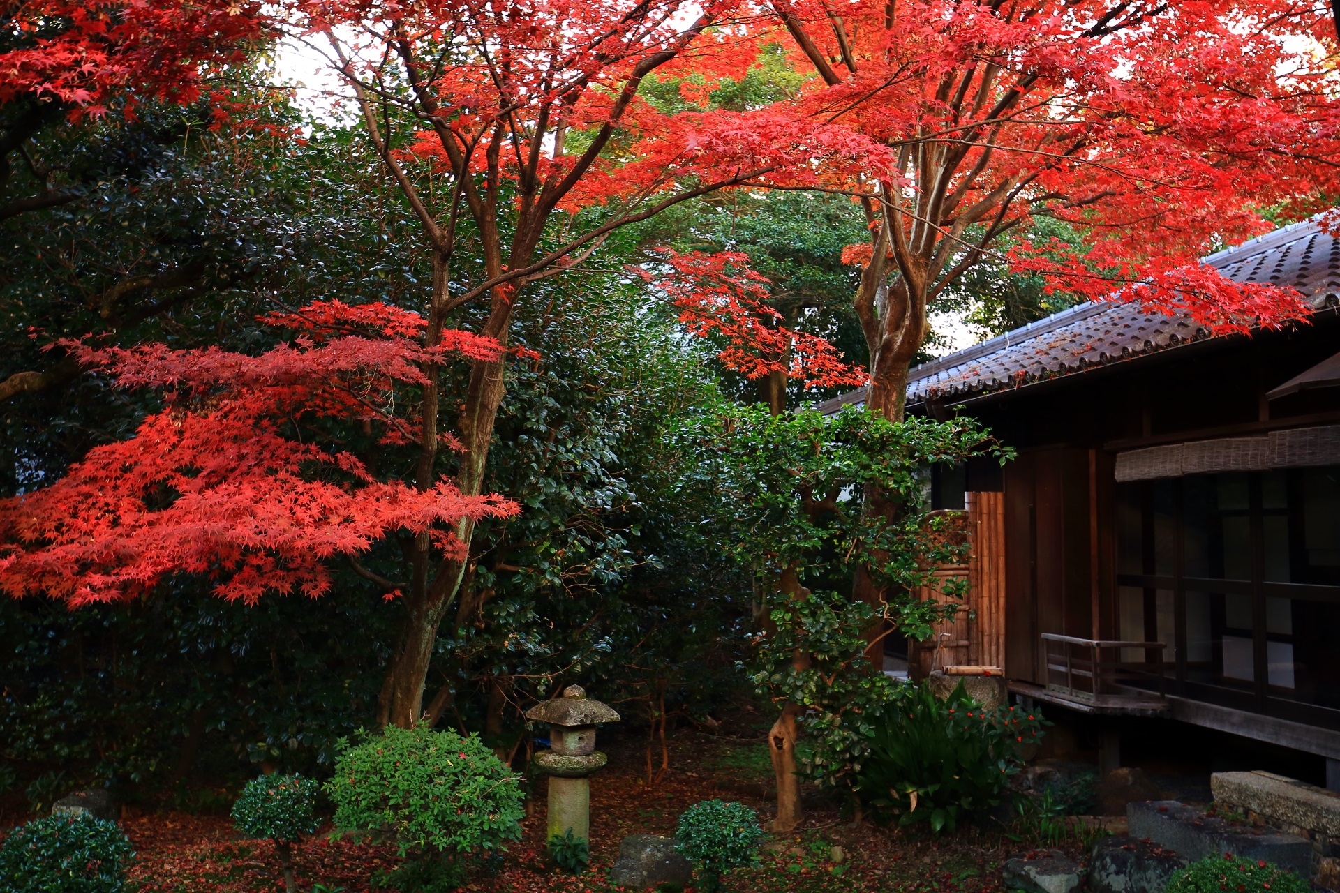 鮮烈な色合いの真っ赤な紅葉につつまれる立本寺の中庭