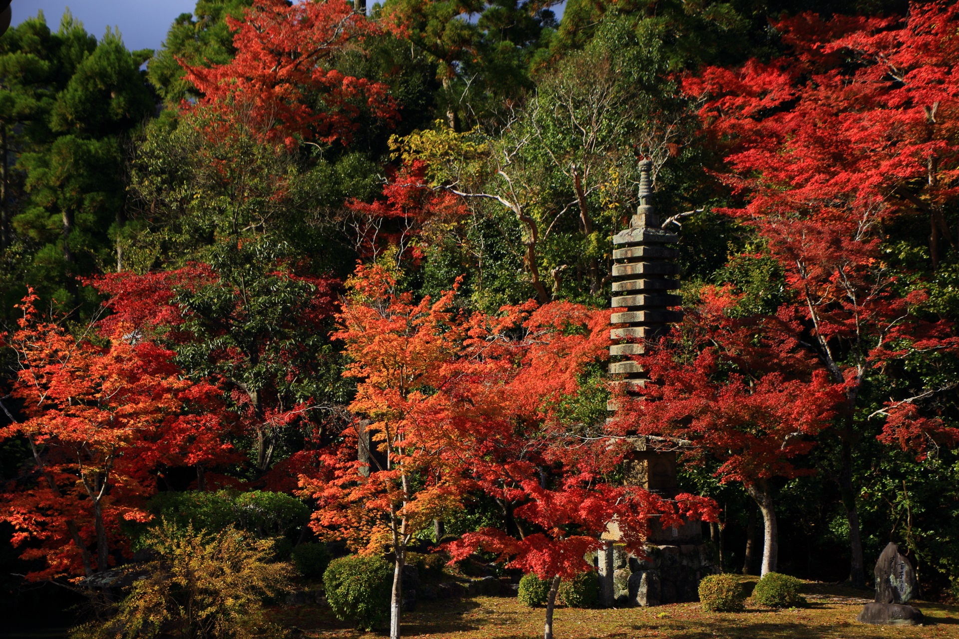 川中島の石塔と日が当たり煌びやかに輝く紅葉