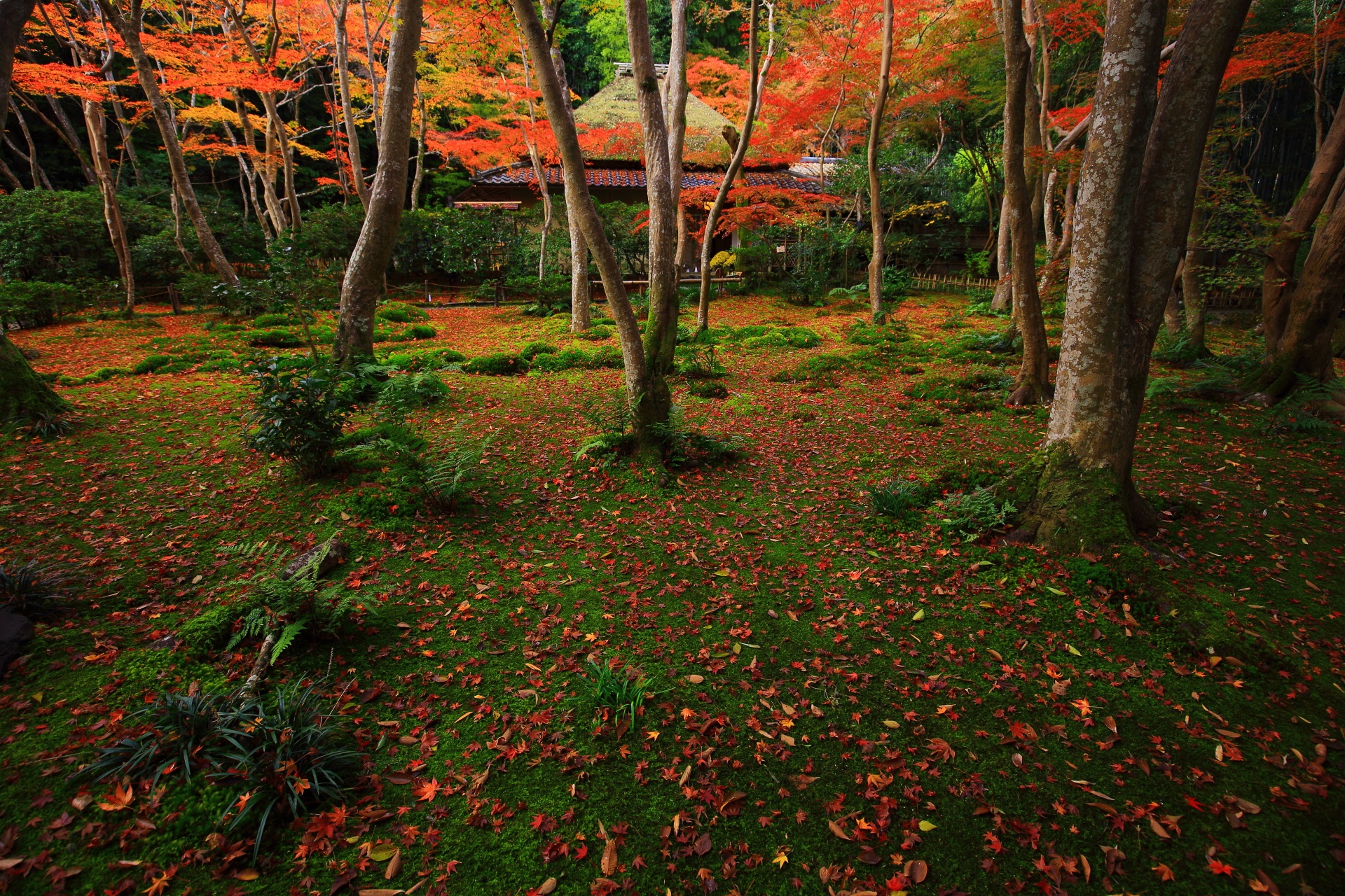 太陽が隠れて曇った深い彩りの苔庭の紅葉