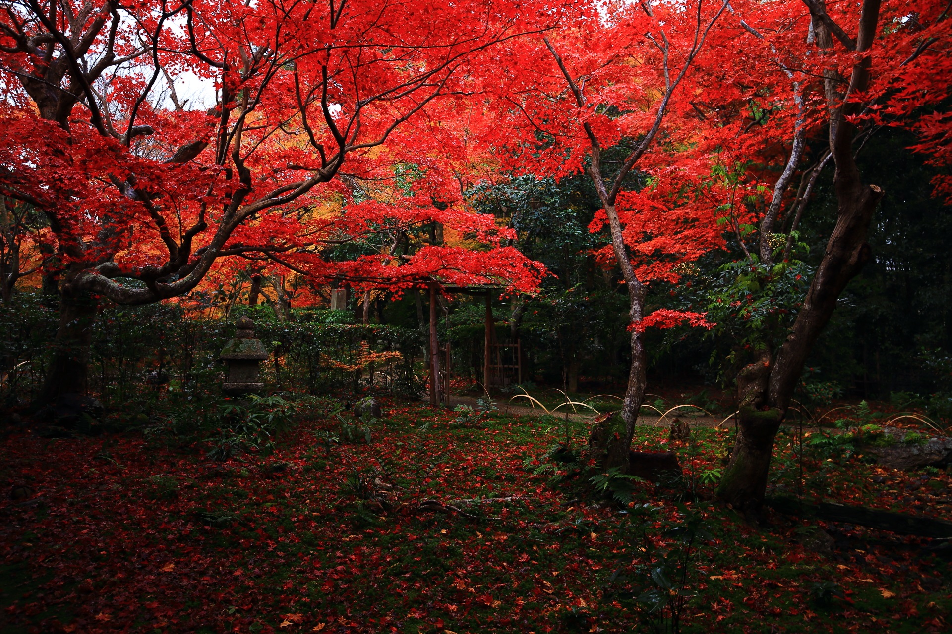 鮮烈な秋の彩り　厭離庵（えんりあん）の紅葉
