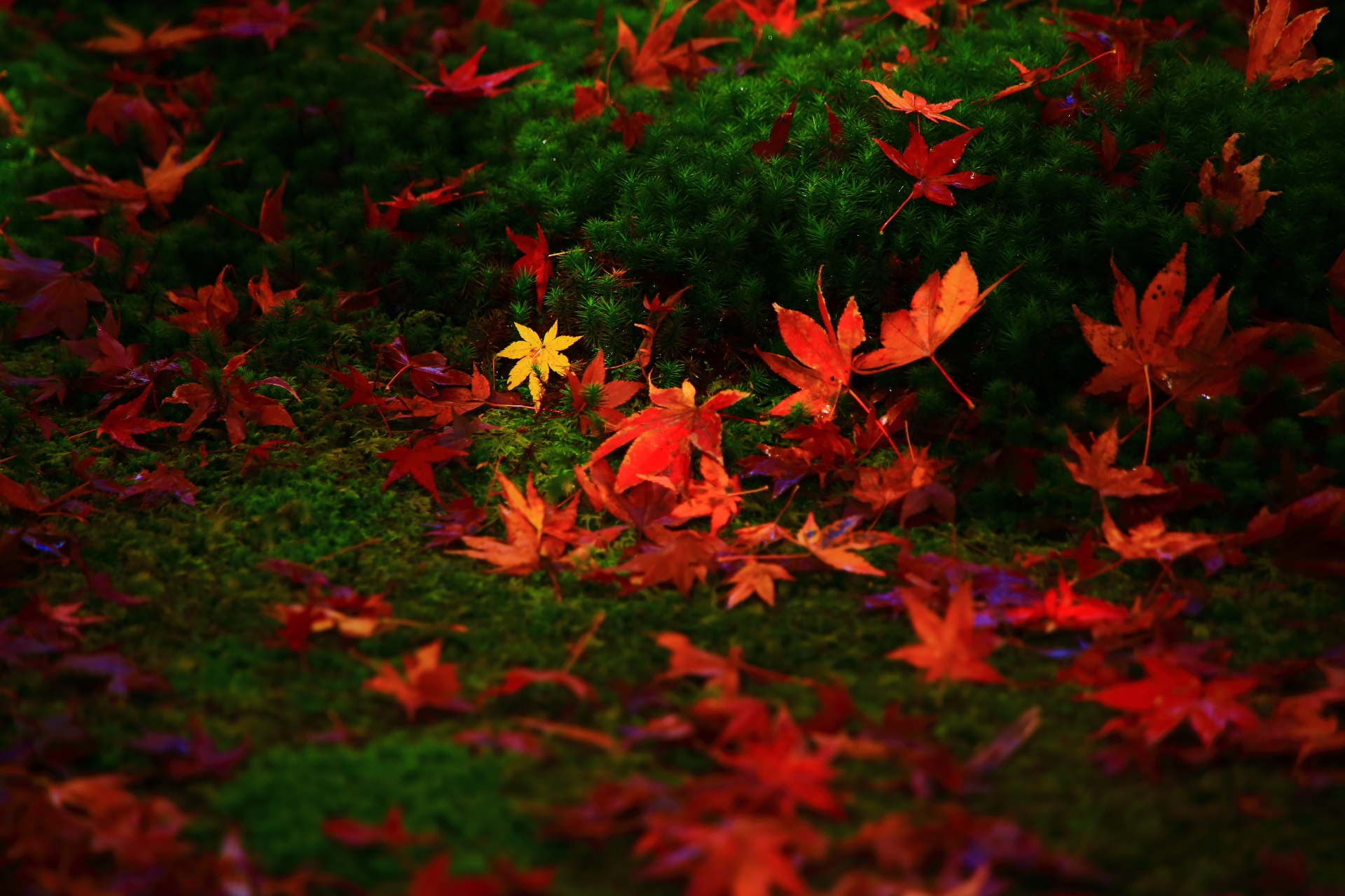 赤や黄色の美しい散り紅葉