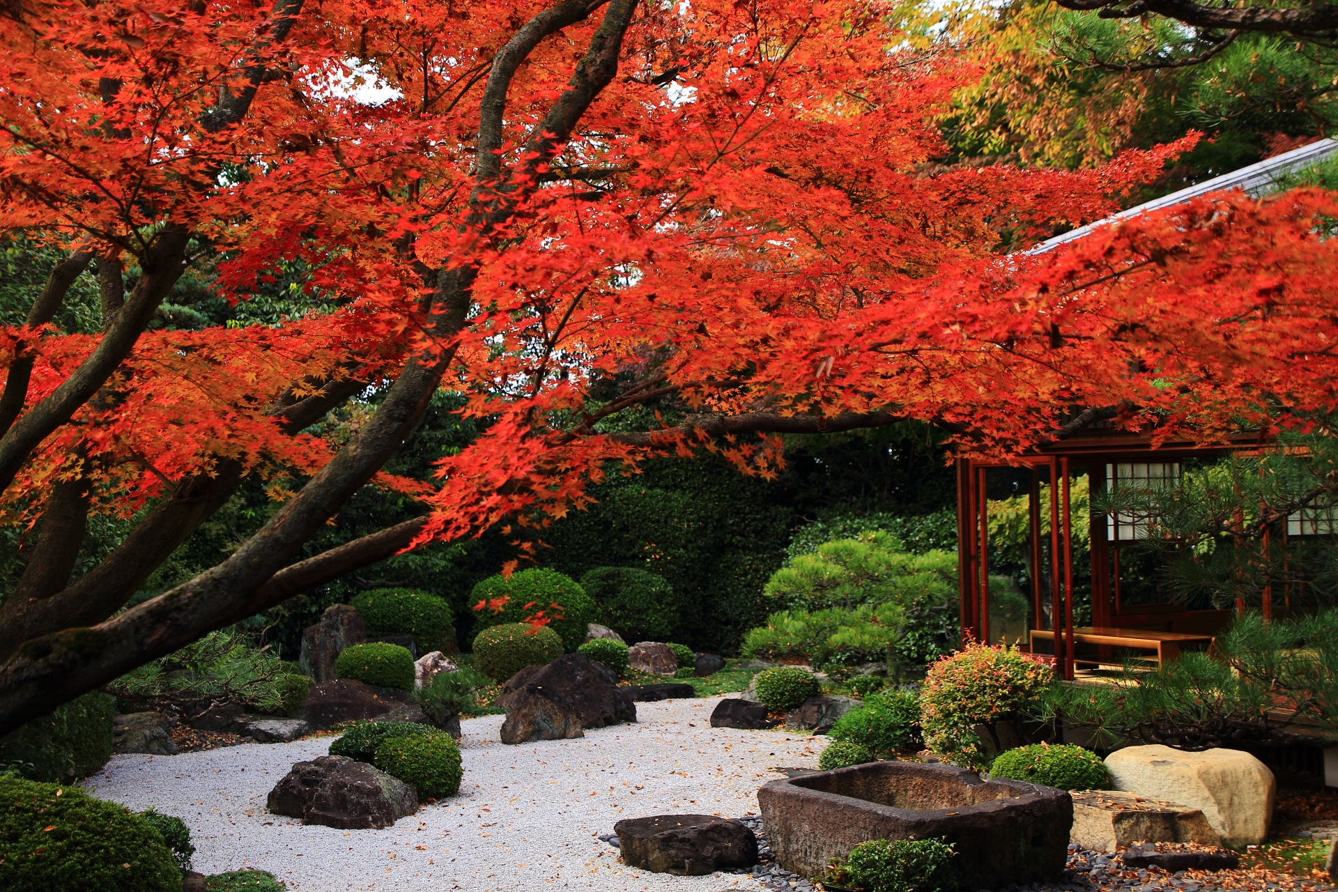 御香宮神社の枯山水庭園を見事な秋色に染める紅葉