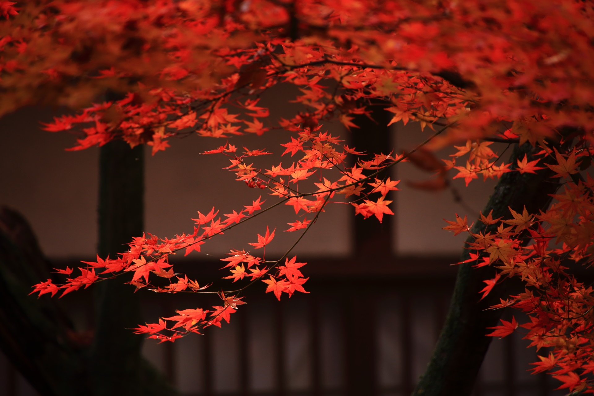 御香宮神社のほのかに輝く絵になる紅葉