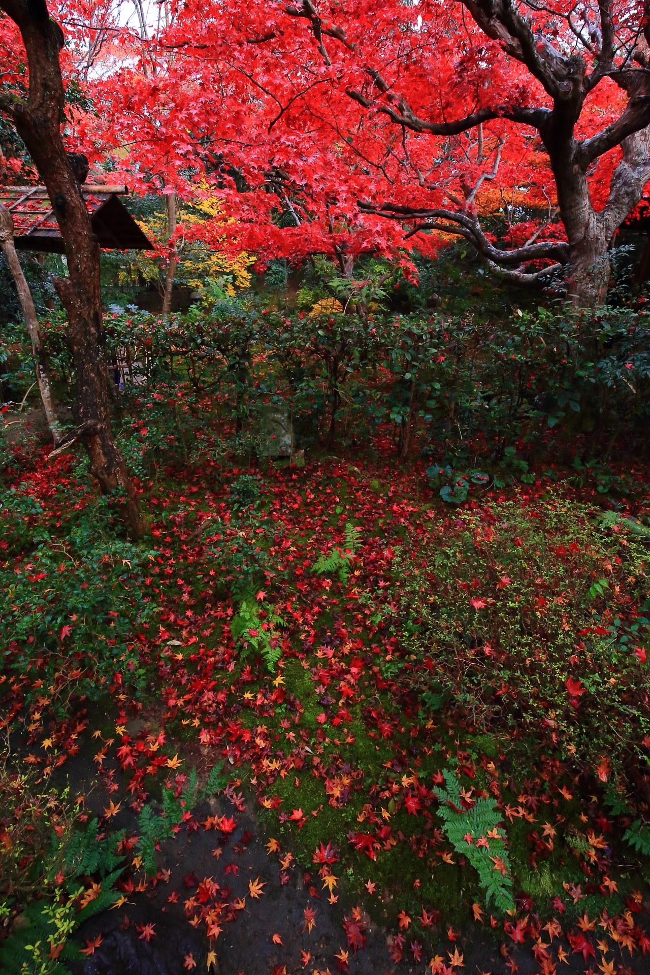 庭園を華やぐ燃えるような紅葉と鮮やかな散りもみじ
