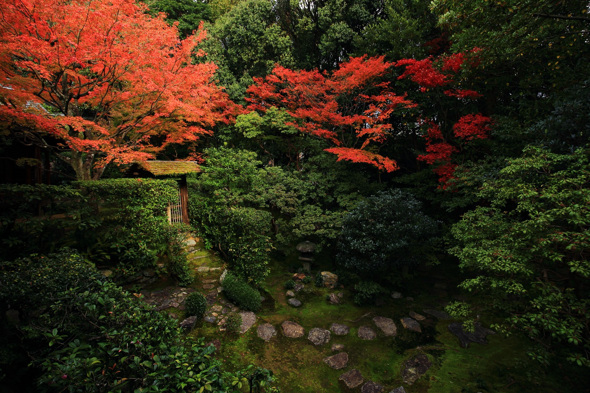 深い緑の中でほのかに光るような桂春院の美しい紅葉