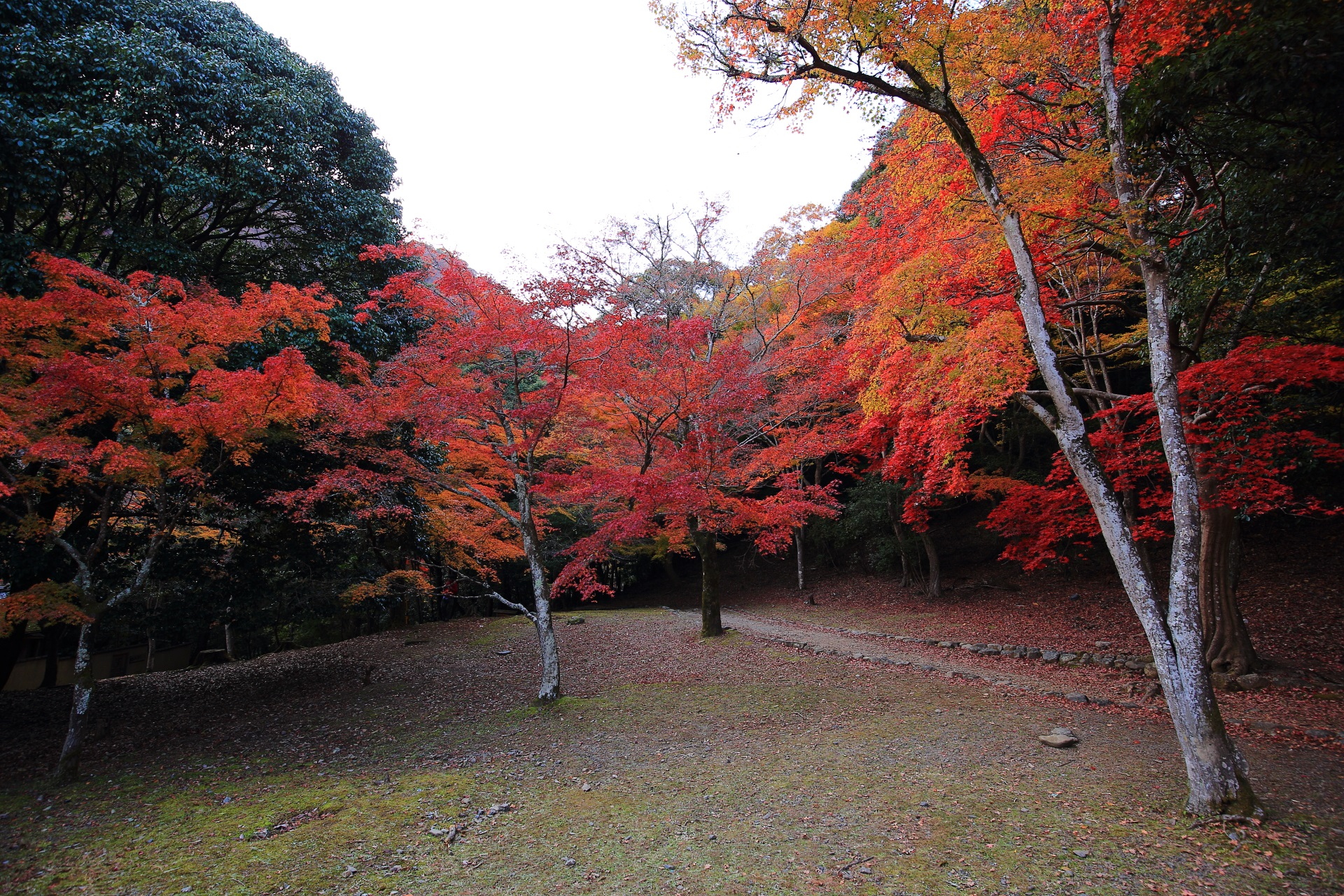 嵐山公園亀山地区の多彩な深い秋色の紅葉