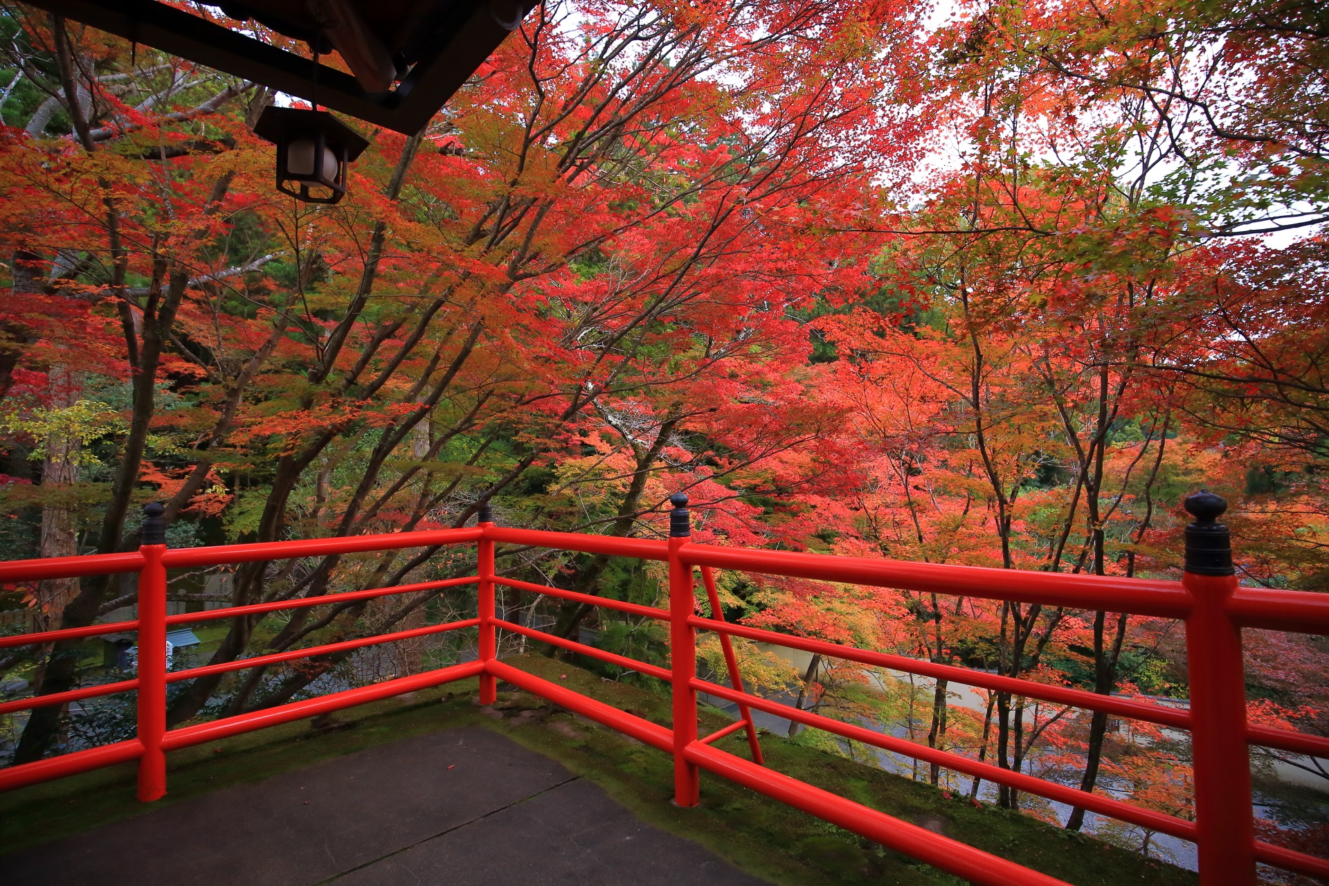 周囲が華やかな紅葉につつまれた今熊野観音寺の茶所