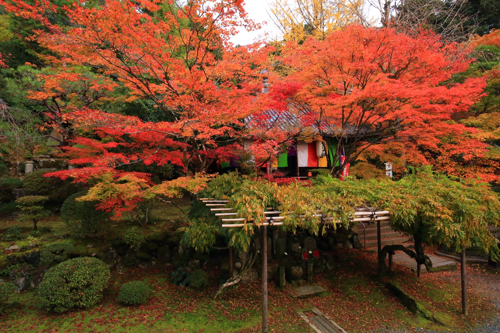 秋色に染まる隠れた名所　今熊野観音寺の紅葉
