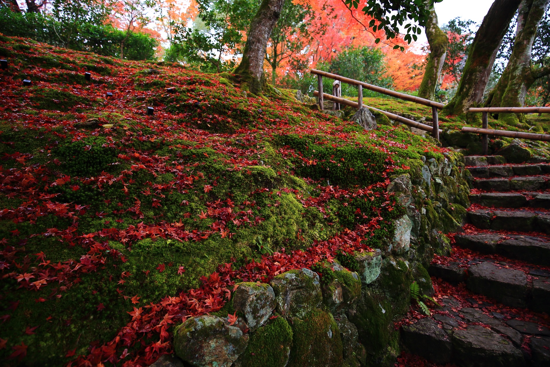 霊鑑寺の圧巻の散りもみじ　苔を彩る鮮やかな秋色