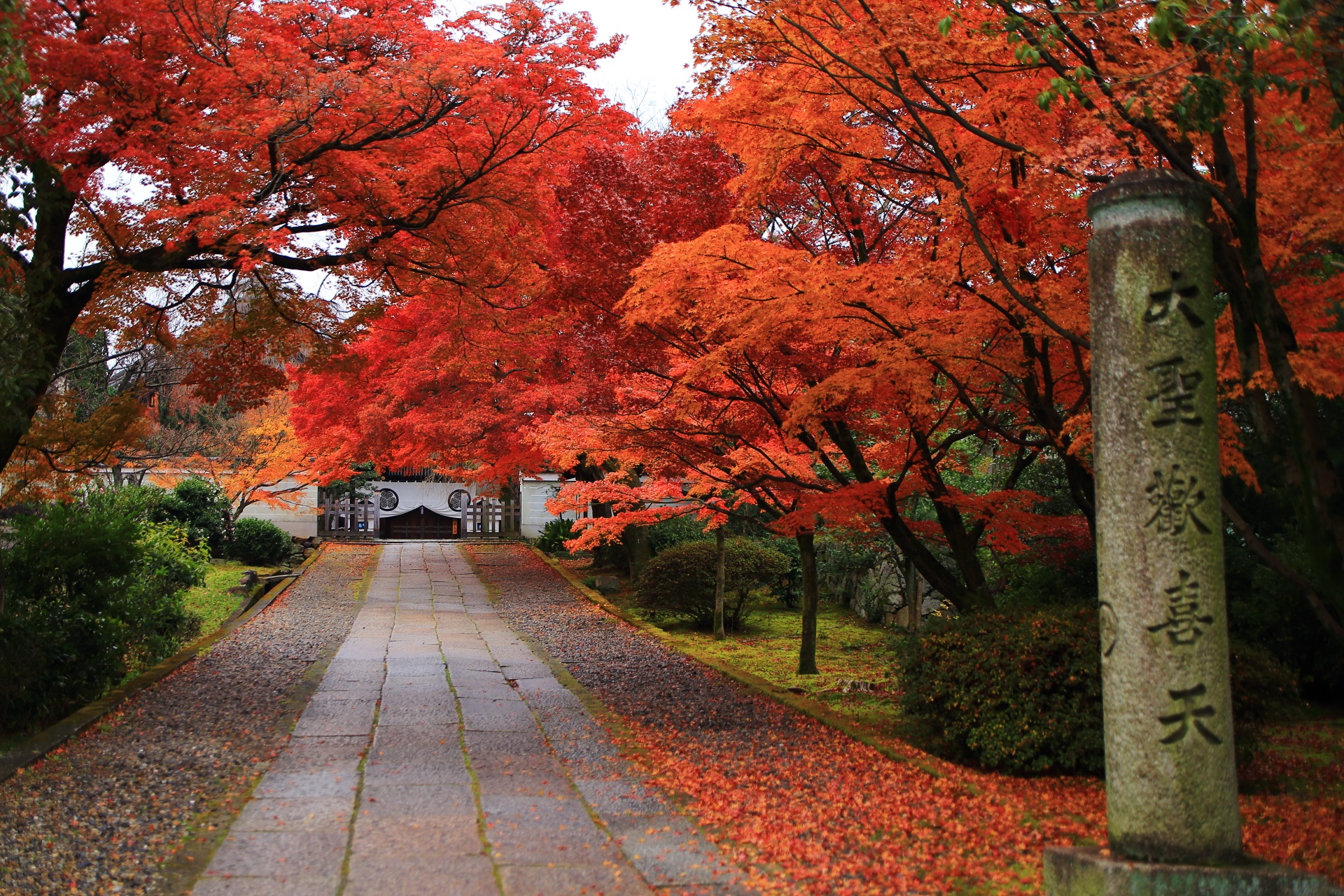 養源院 紅葉　東山の隠れた名所の圧巻の秋の彩り
