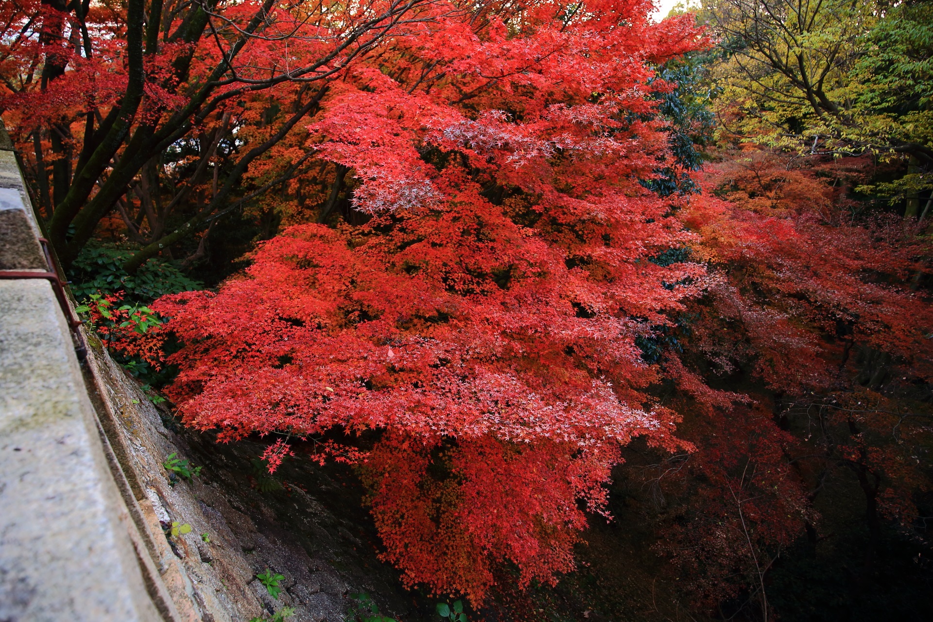 天王山の片隅で燃えるように色づく紅葉