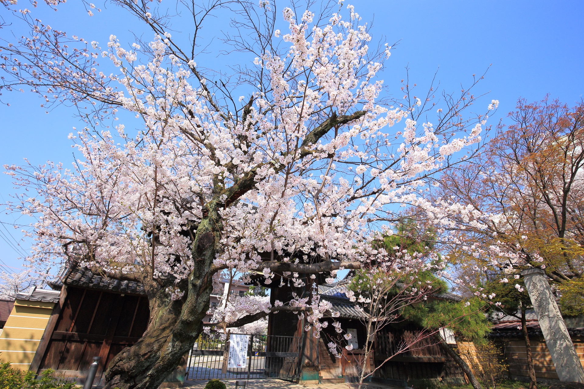 立本寺の山門と咲き誇る桜