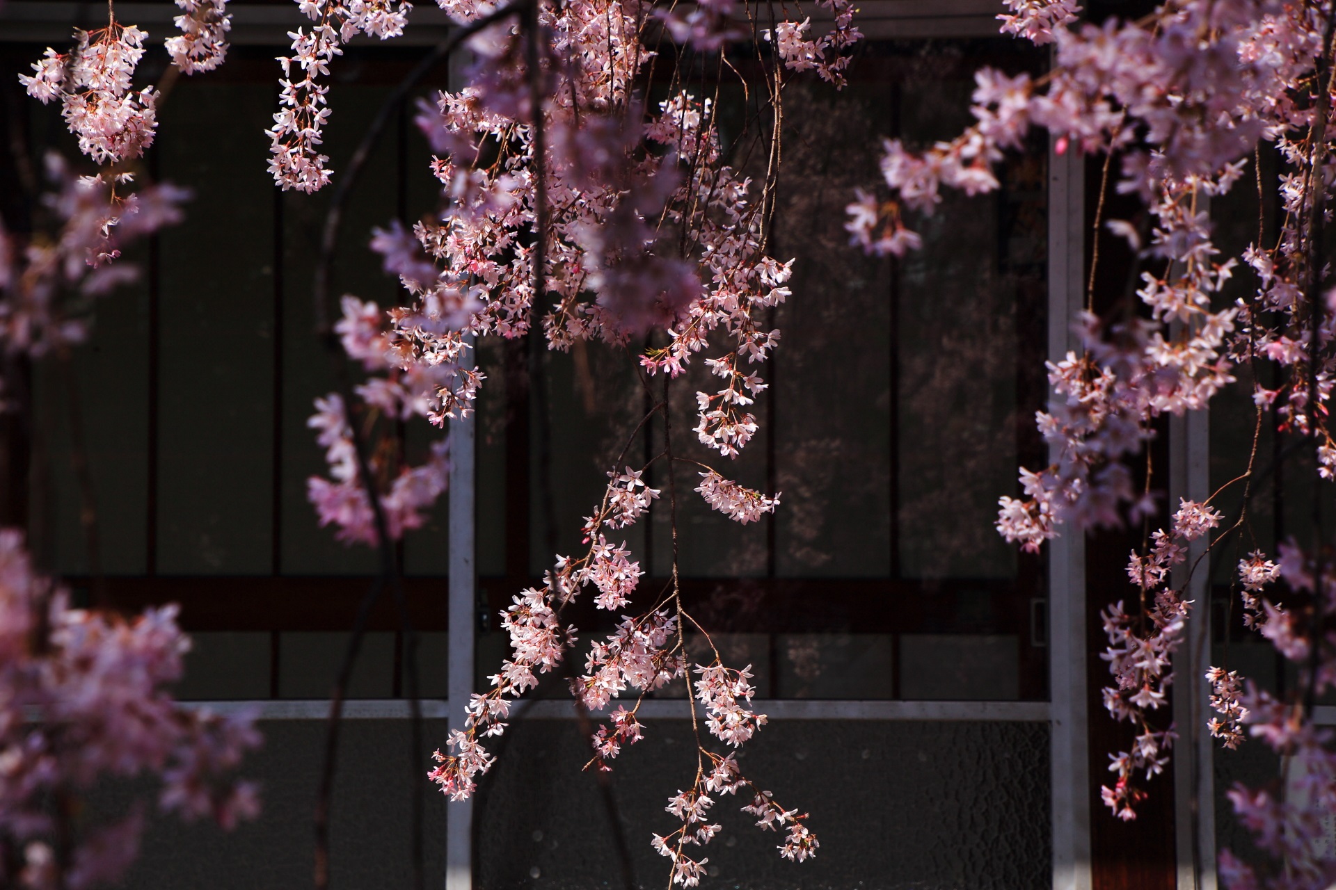水火天満宮の揺らめく桜と硝子に映る花