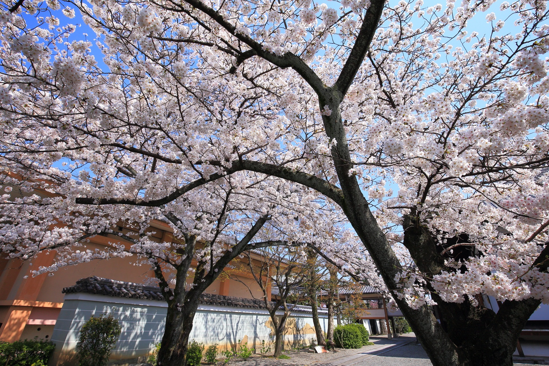 妙蓮寺の本堂裏の桜の空間