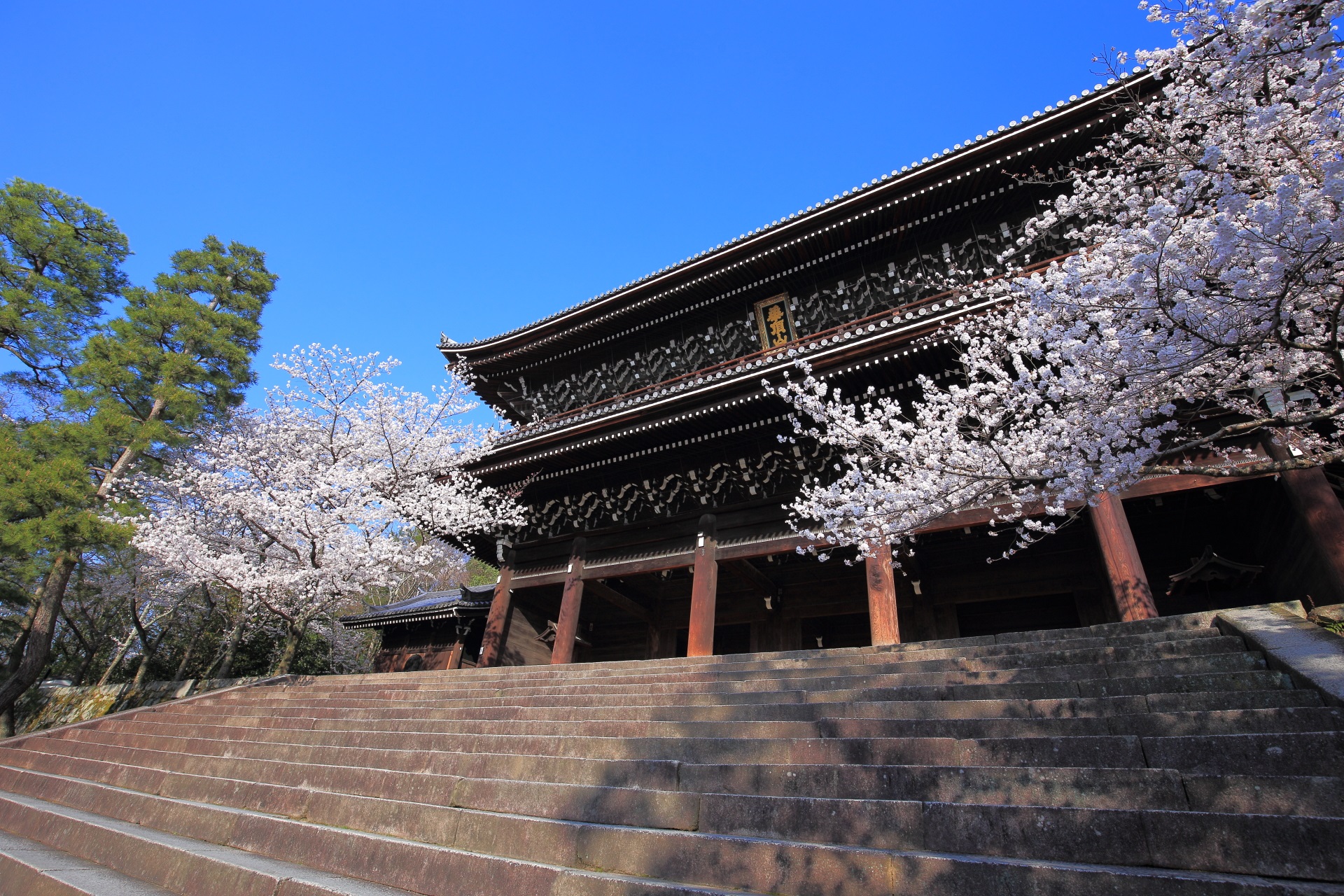 知恩院の雅な雰囲気の漂う桜と三門