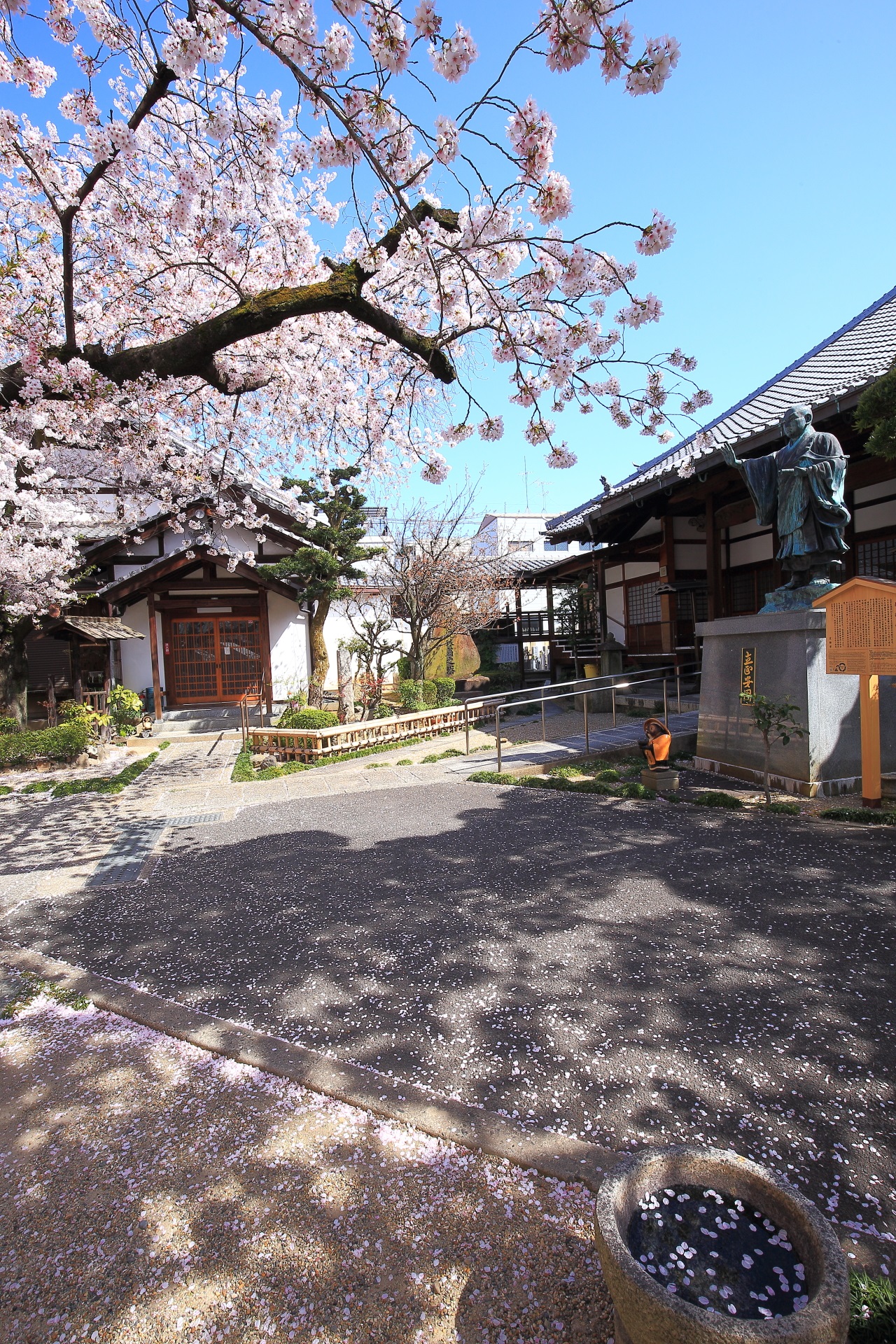 墨染寺の上品な散り桜