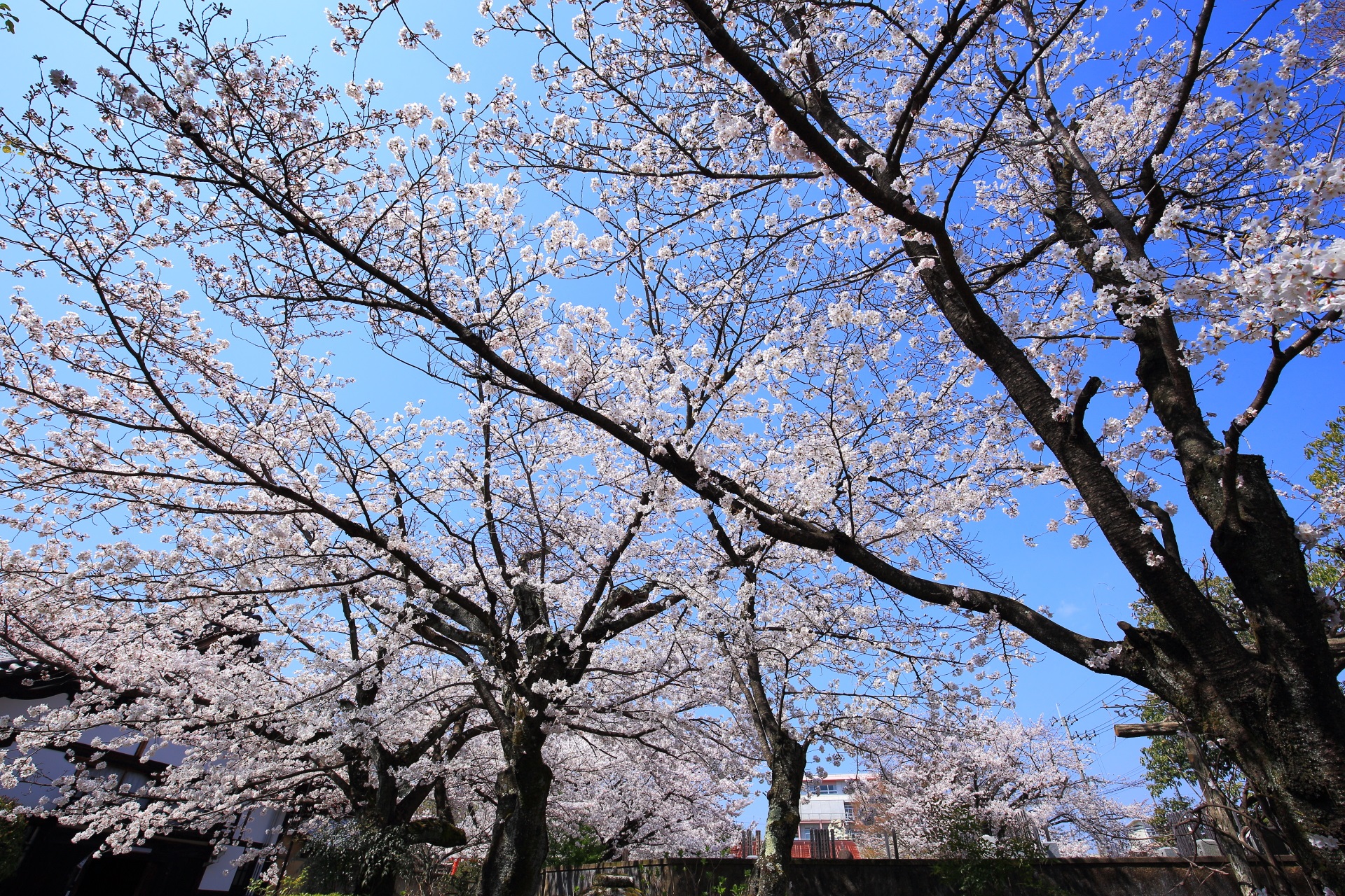 上品蓮台寺の快晴の空を覆う満開の桜