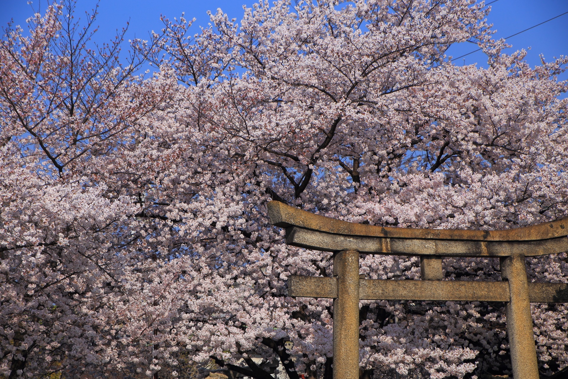 六孫王神社の鳥居の上で溢れる桜