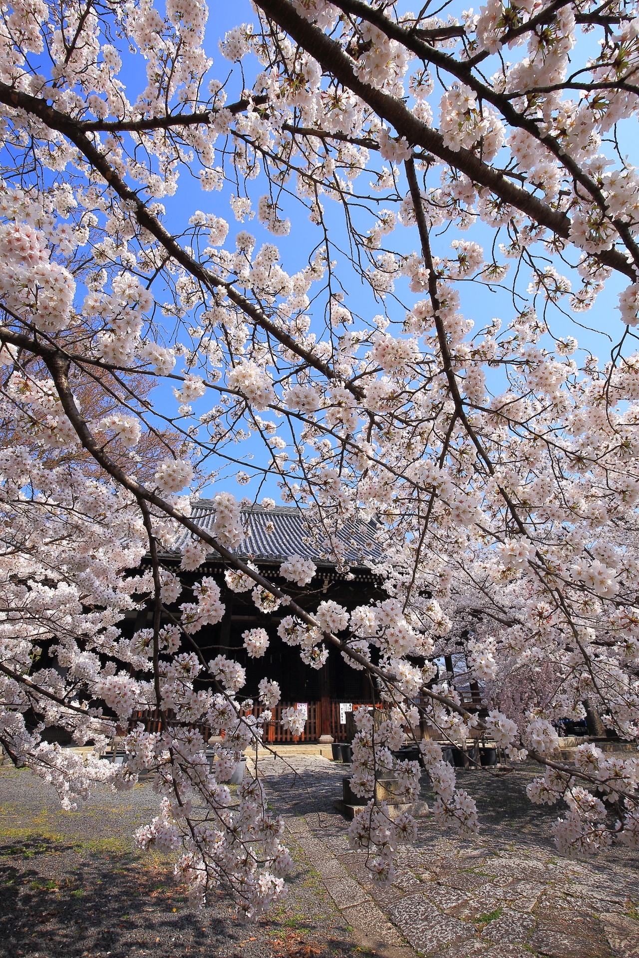 立本寺の弾けんばかりに咲き誇る豪快な桜